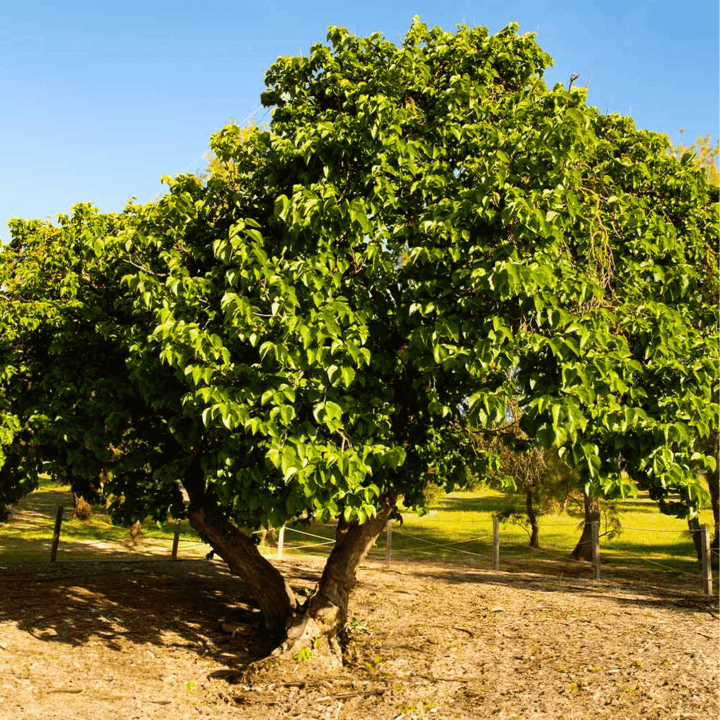 Black Mulberry ā 50 Seeds