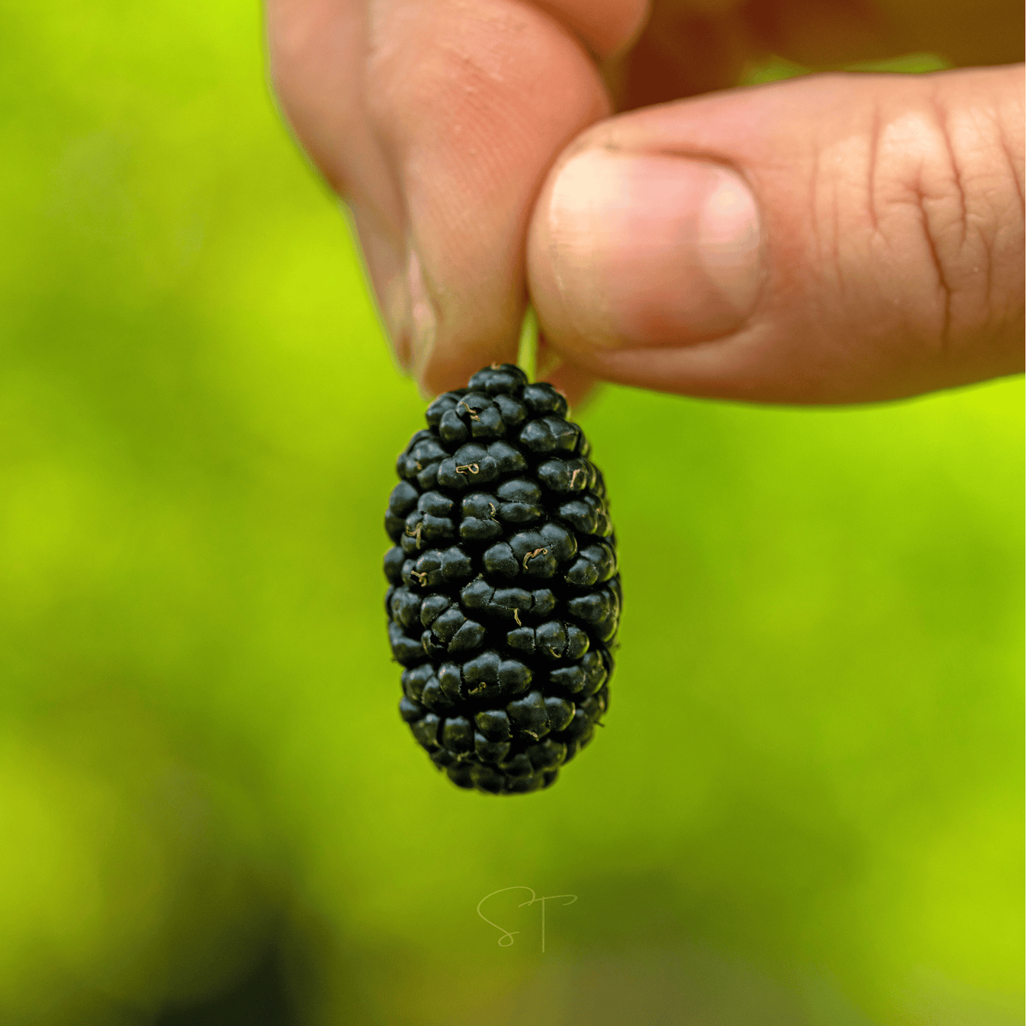 Black Mulberry ā 50 Seeds