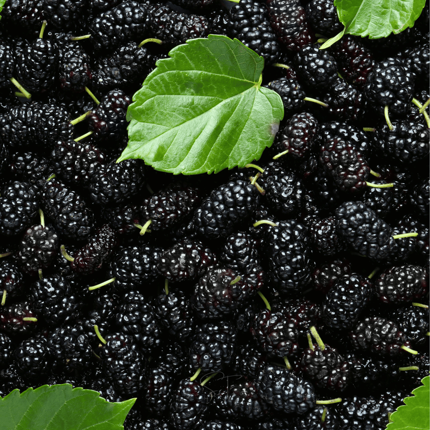 Black Mulberry ā 50 Seeds