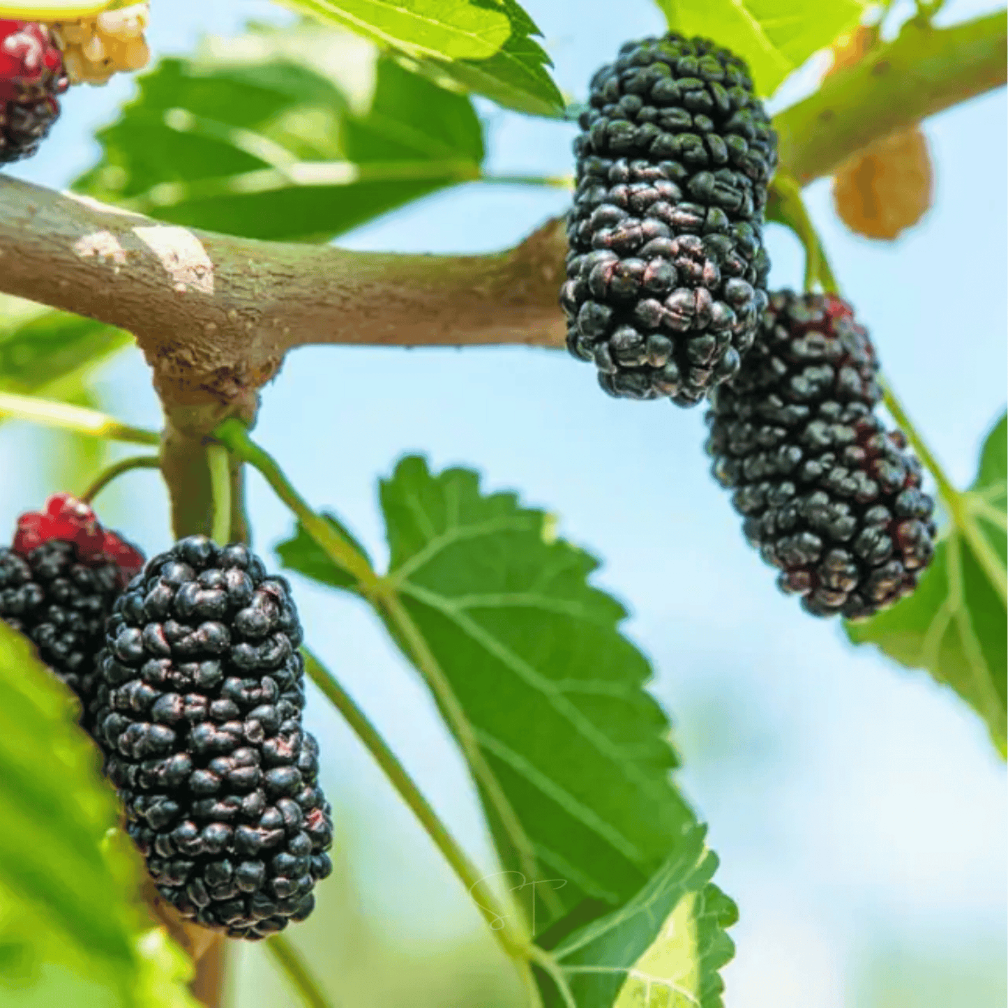 Black Mulberry ā 50 Seeds