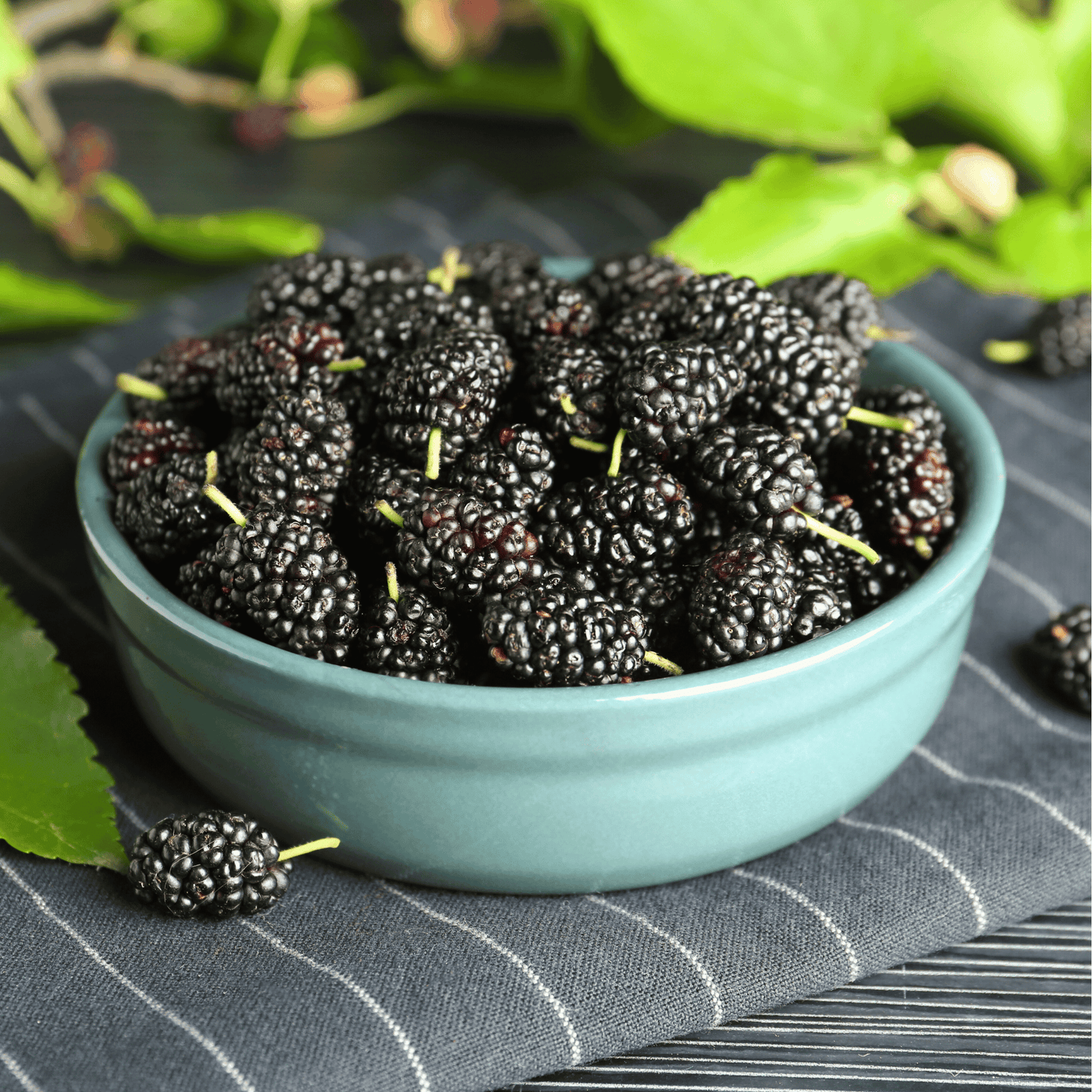 Black Mulberry ā 50 Seeds