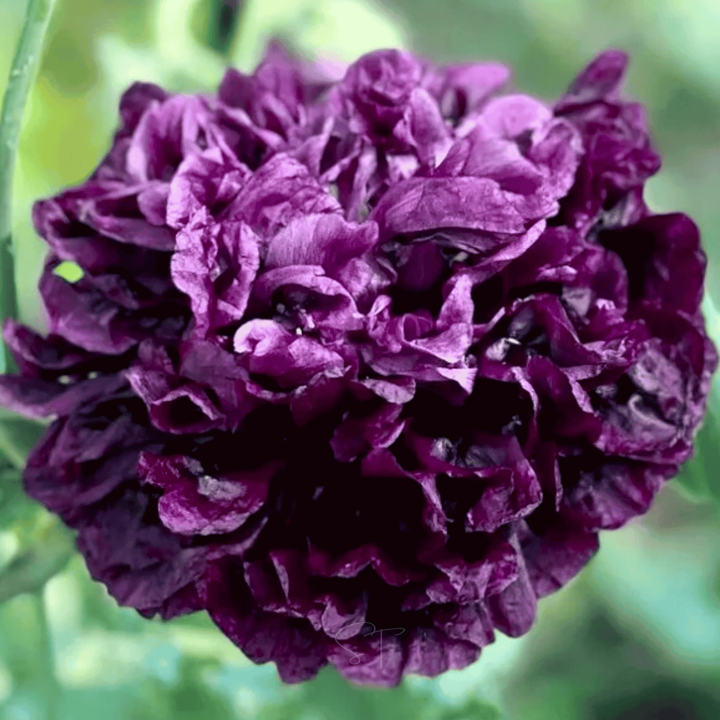 Black Peony Poppy ā 100 Seeds
