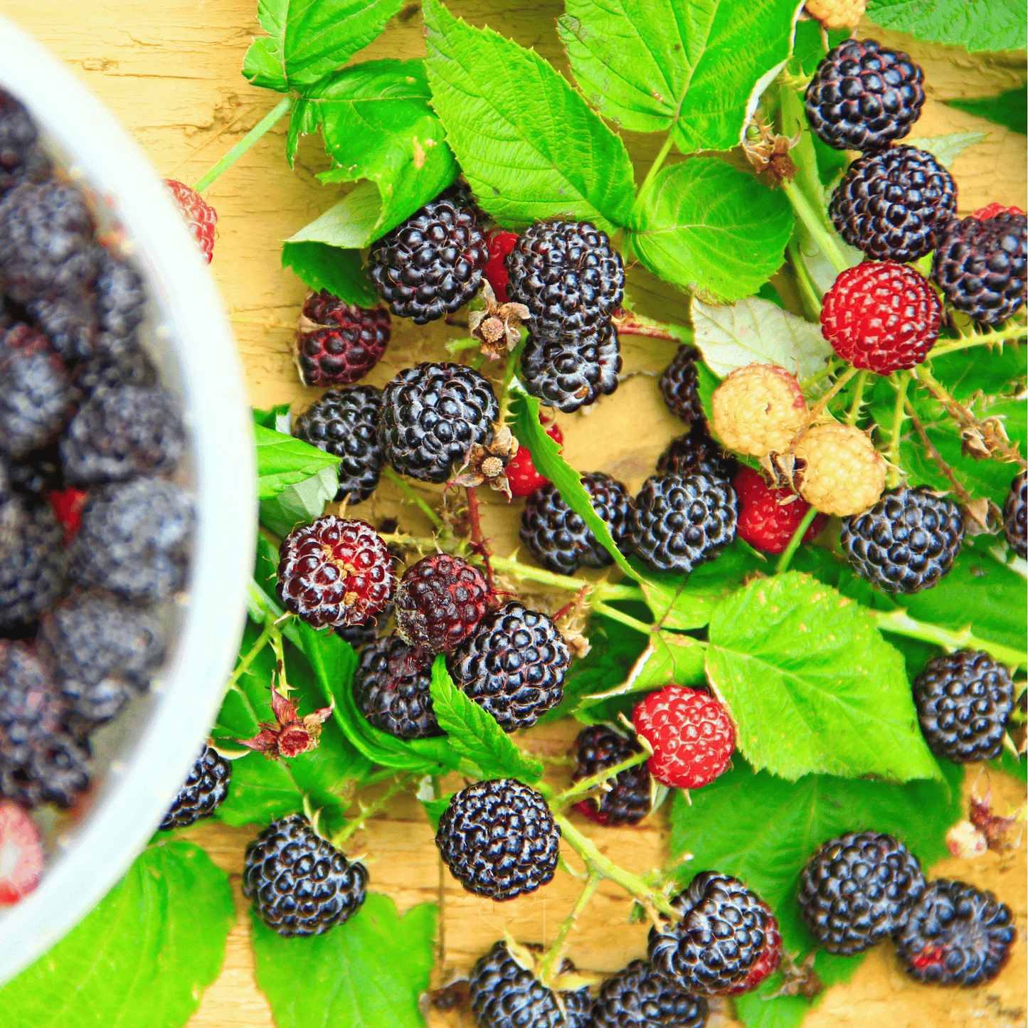 Black Raspberry ā 30 Seeds