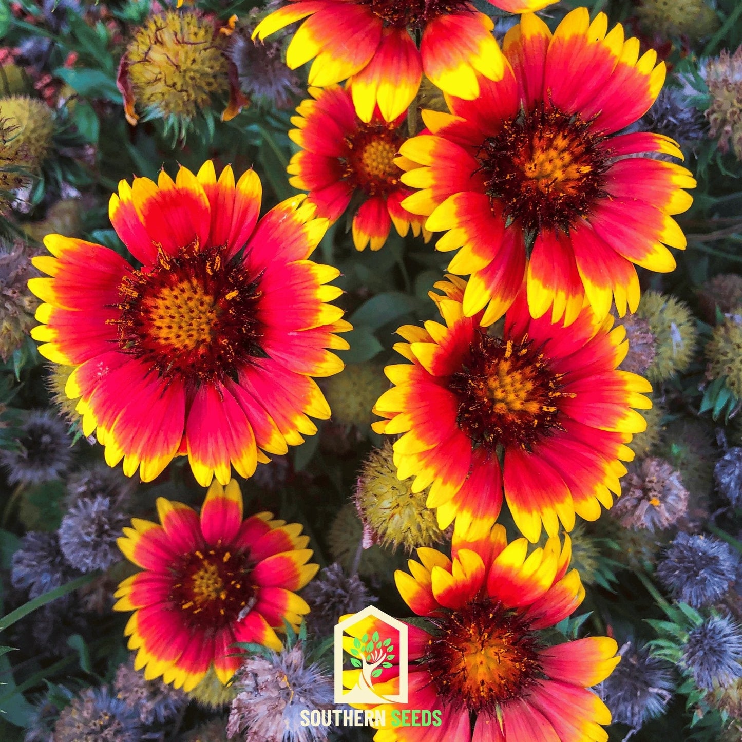 Blanket Flower ā 200 Seeds