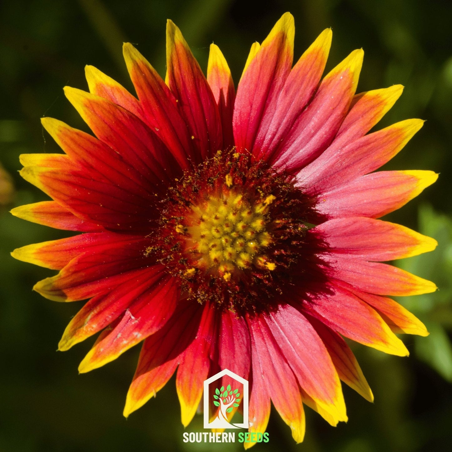 Blanket Flower ā 200 Seeds