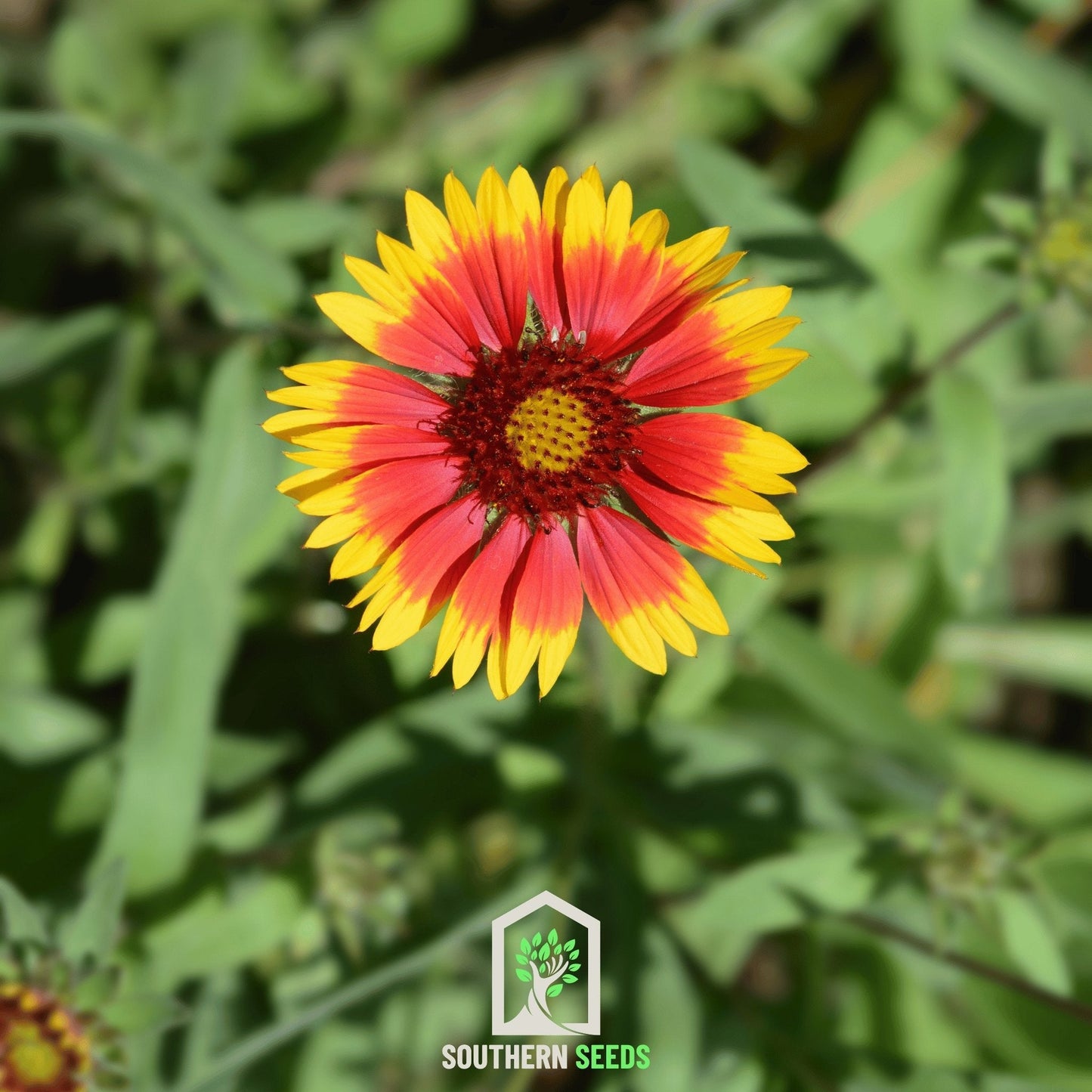 Blanket Flower ā 200 Seeds