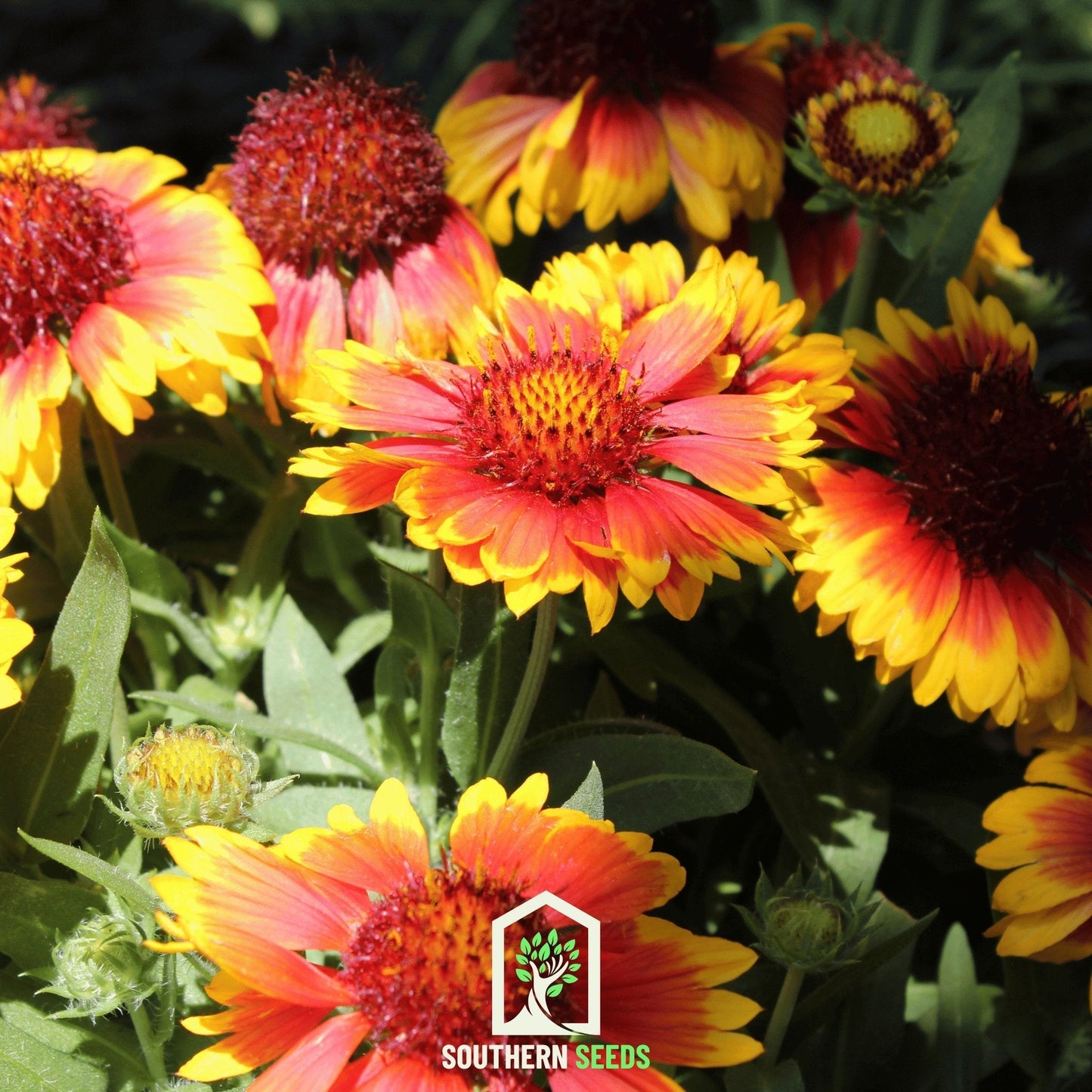 Blanket Flower ā 200 Seeds