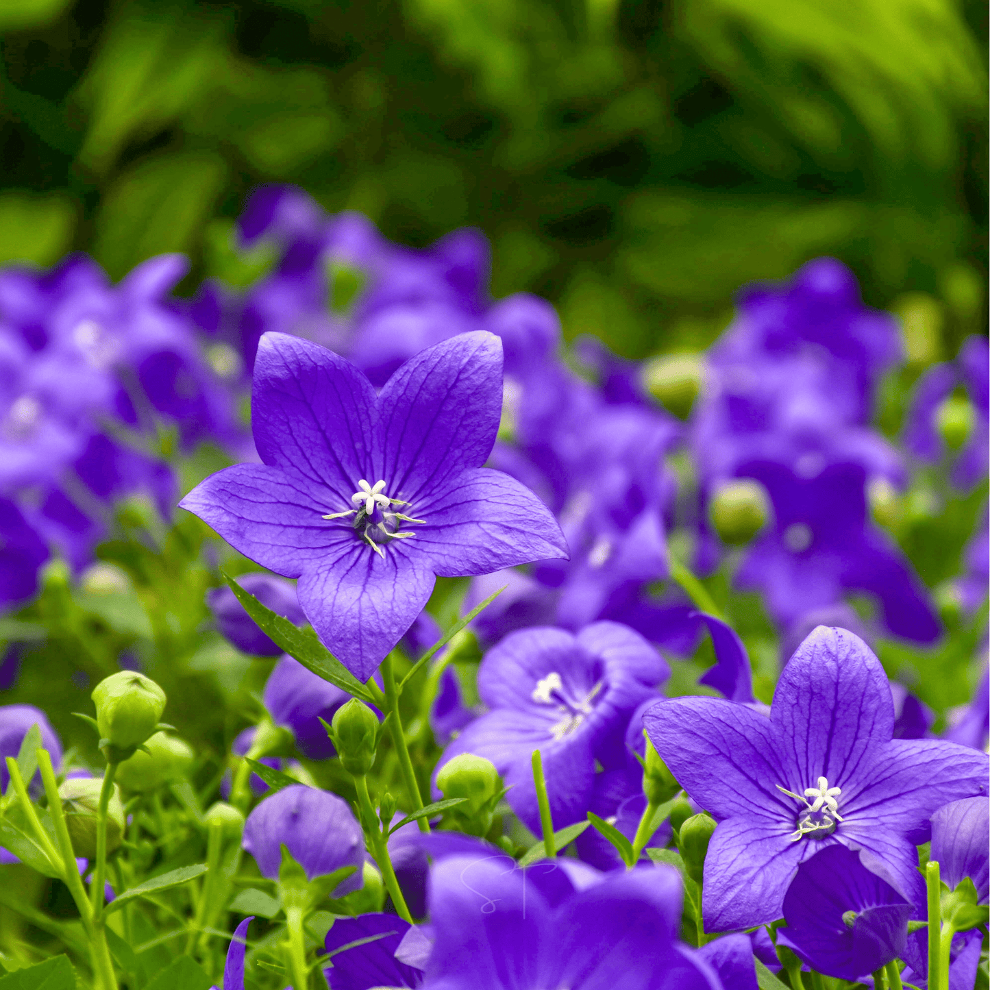 Blue Balloon Flower ā 50 Seeds