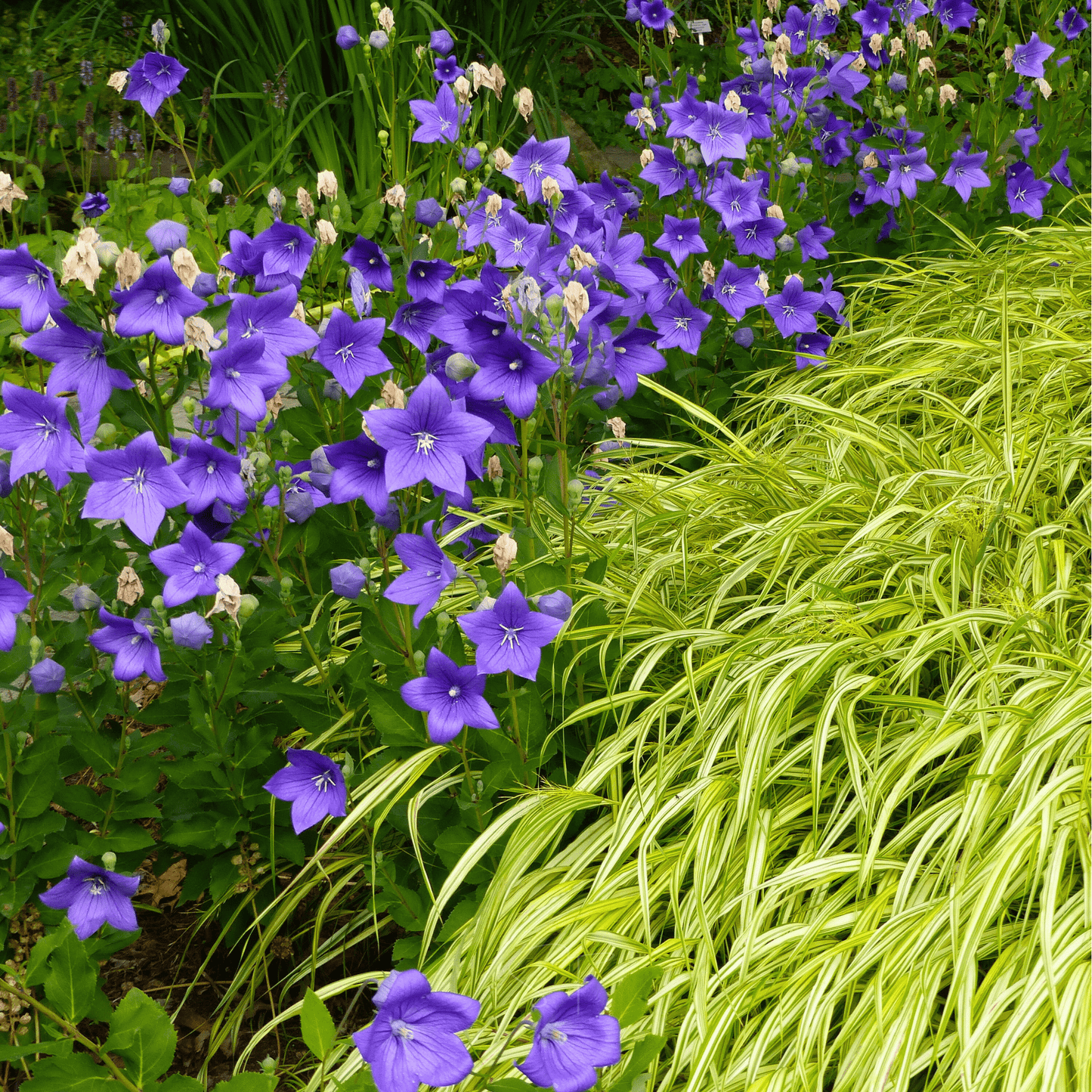 Blue Balloon Flower ā 50 Seeds