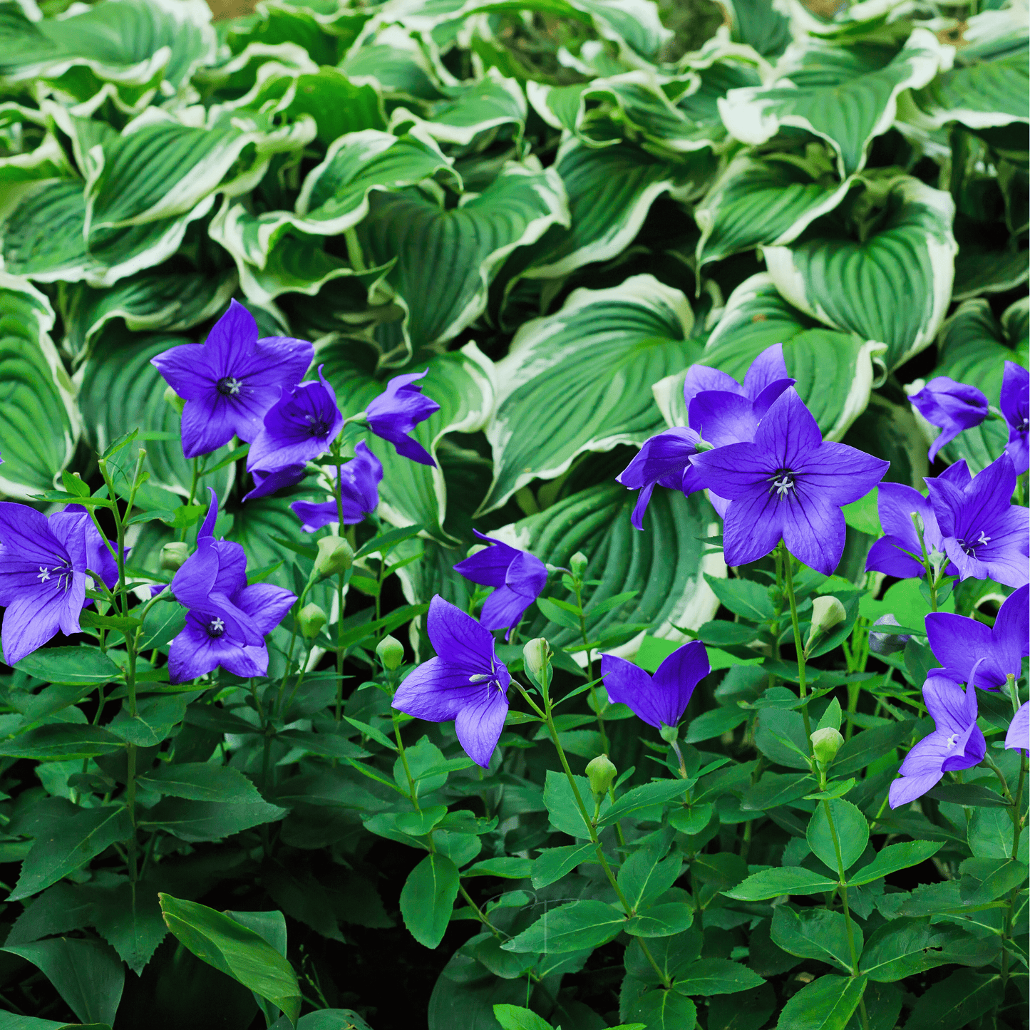 Blue Balloon Flower ā 50 Seeds