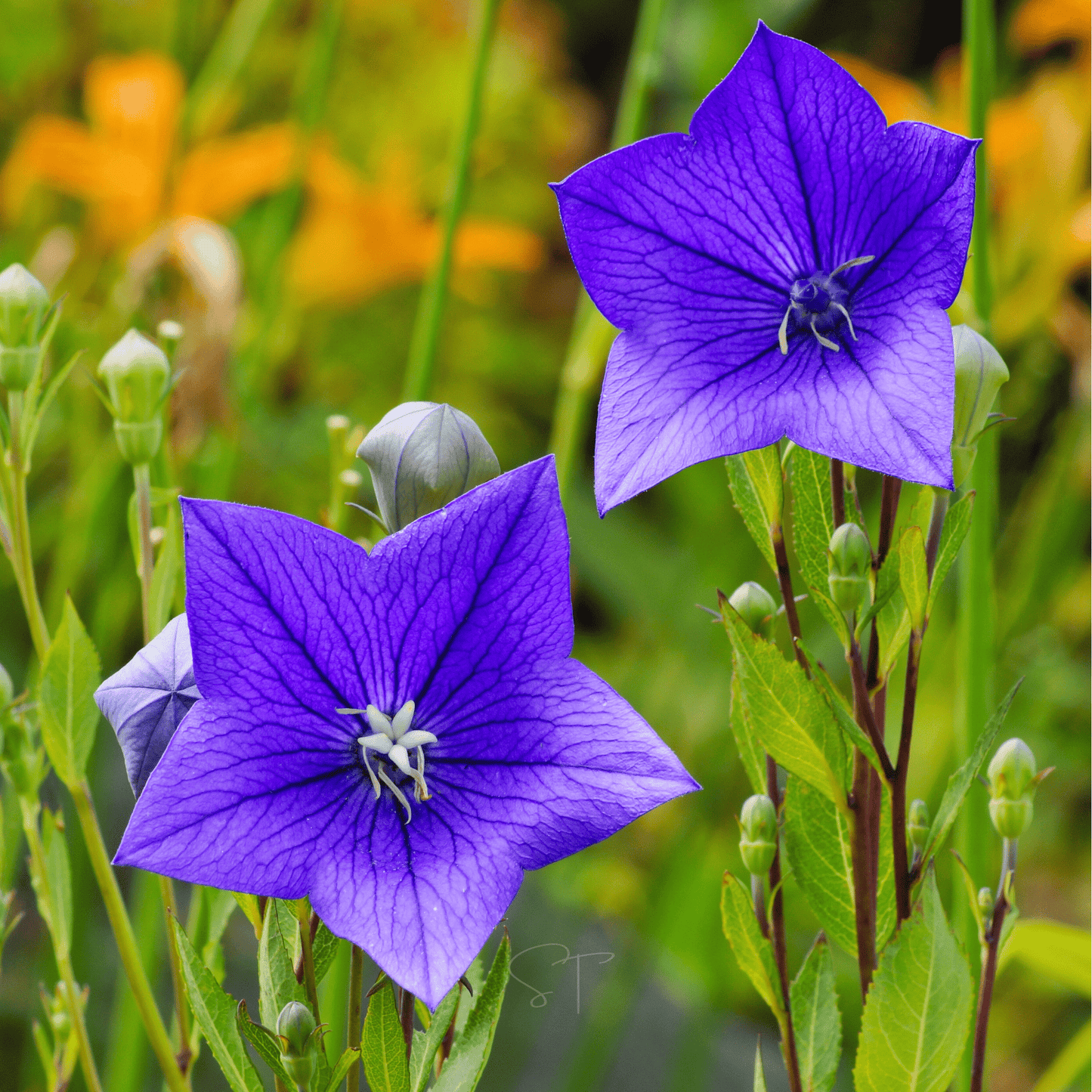 Blue Balloon Flower ā 50 Seeds