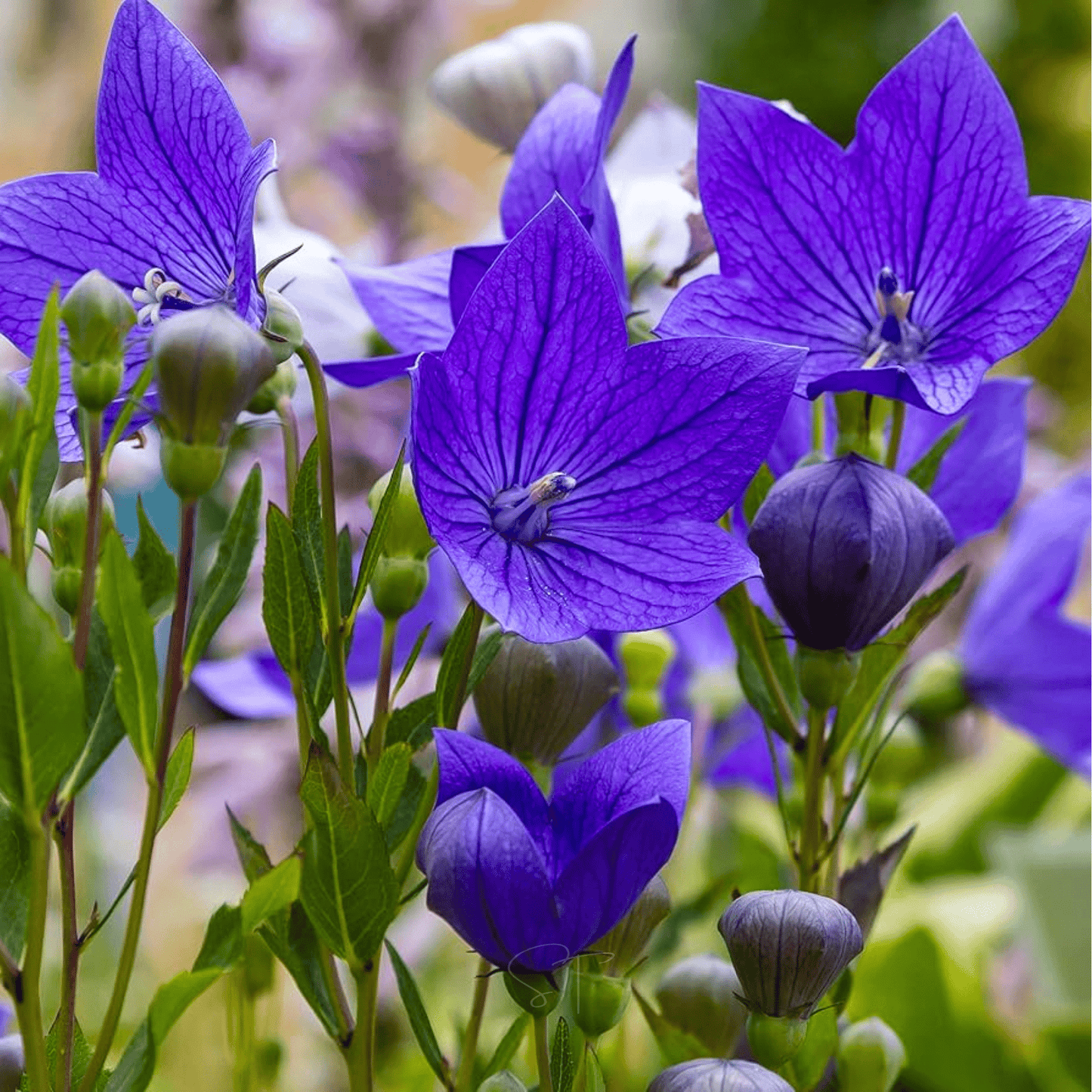 Blue Balloon Flower ā 50 Seeds