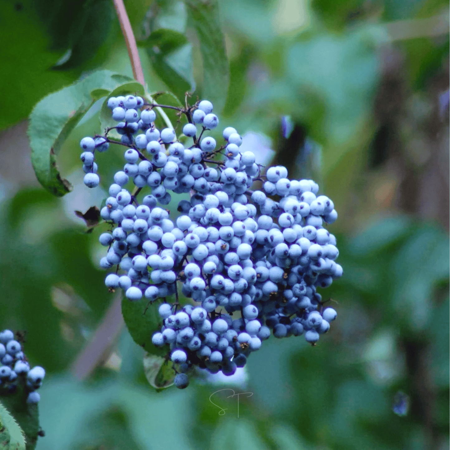 Blue Elderberry ā 50 Seeds