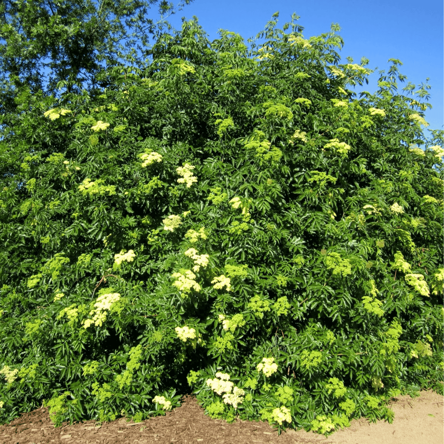 Blue Elderberry ā 50 Seeds