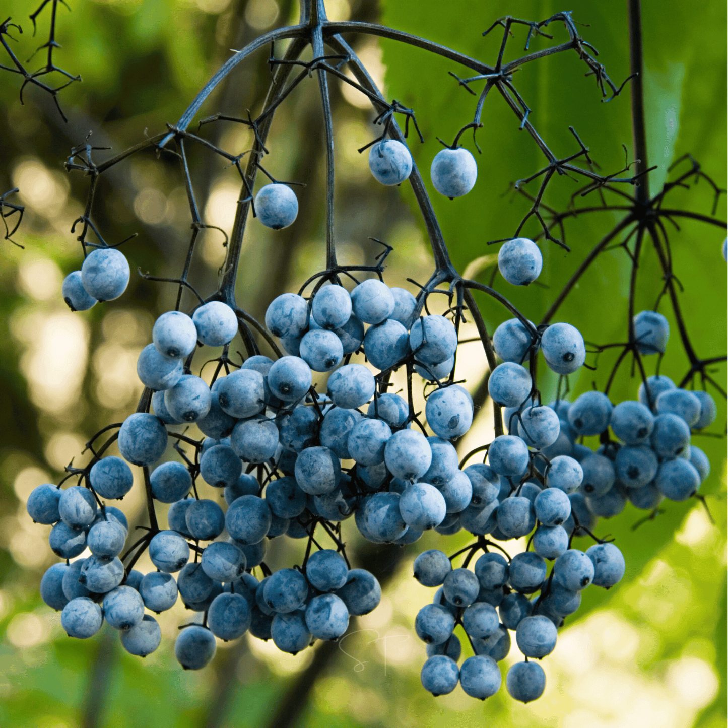 Blue Elderberry ā 50 Seeds