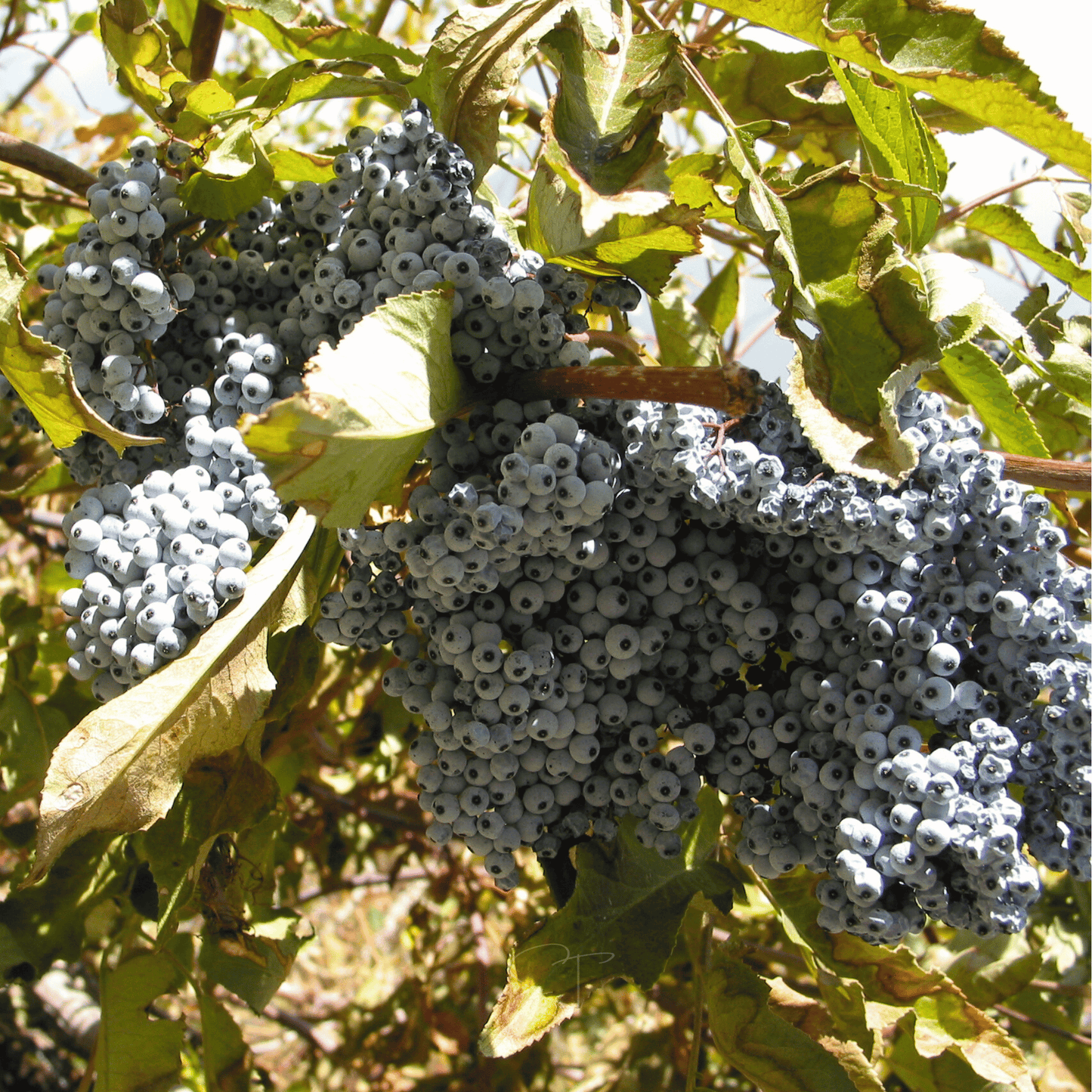 Blue Elderberry ā 50 Seeds