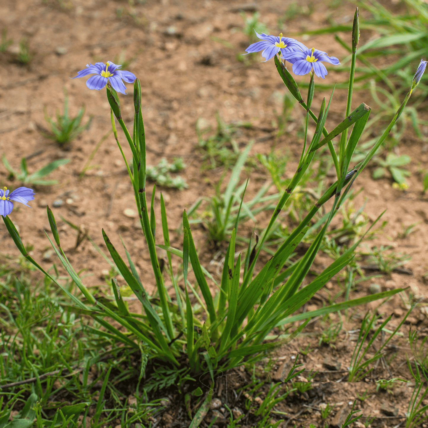 Blue Eyed Stout Grass – 50 Seeds