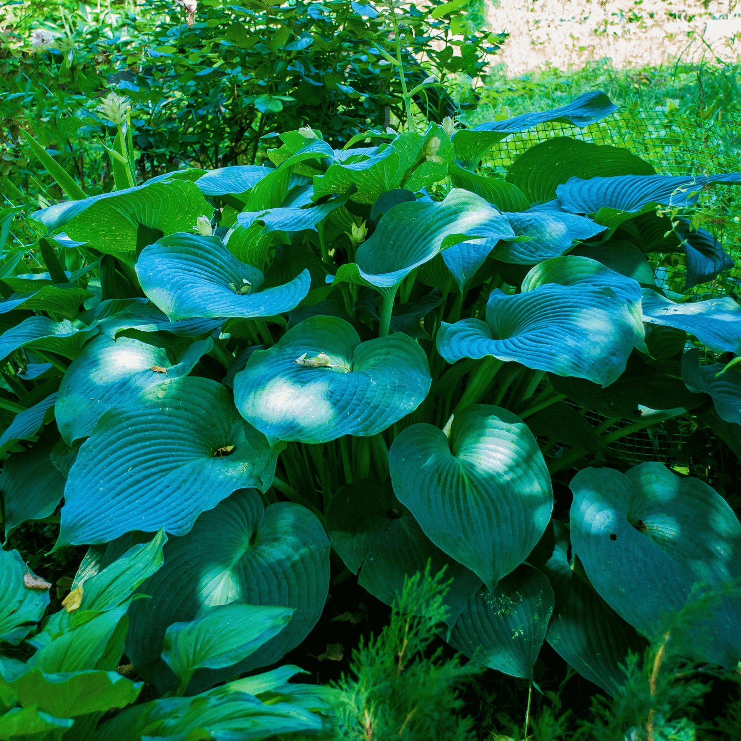 Blue Hosta ā 25 Seeds