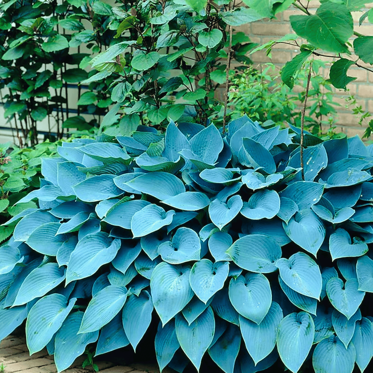 Blue Hosta ā 25 Seeds