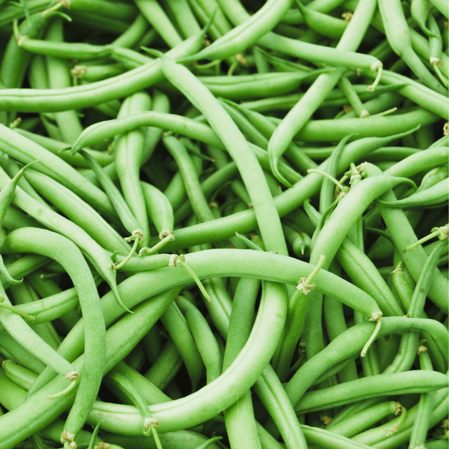Blue Lake Bean (Pole) ā 50 Seeds
