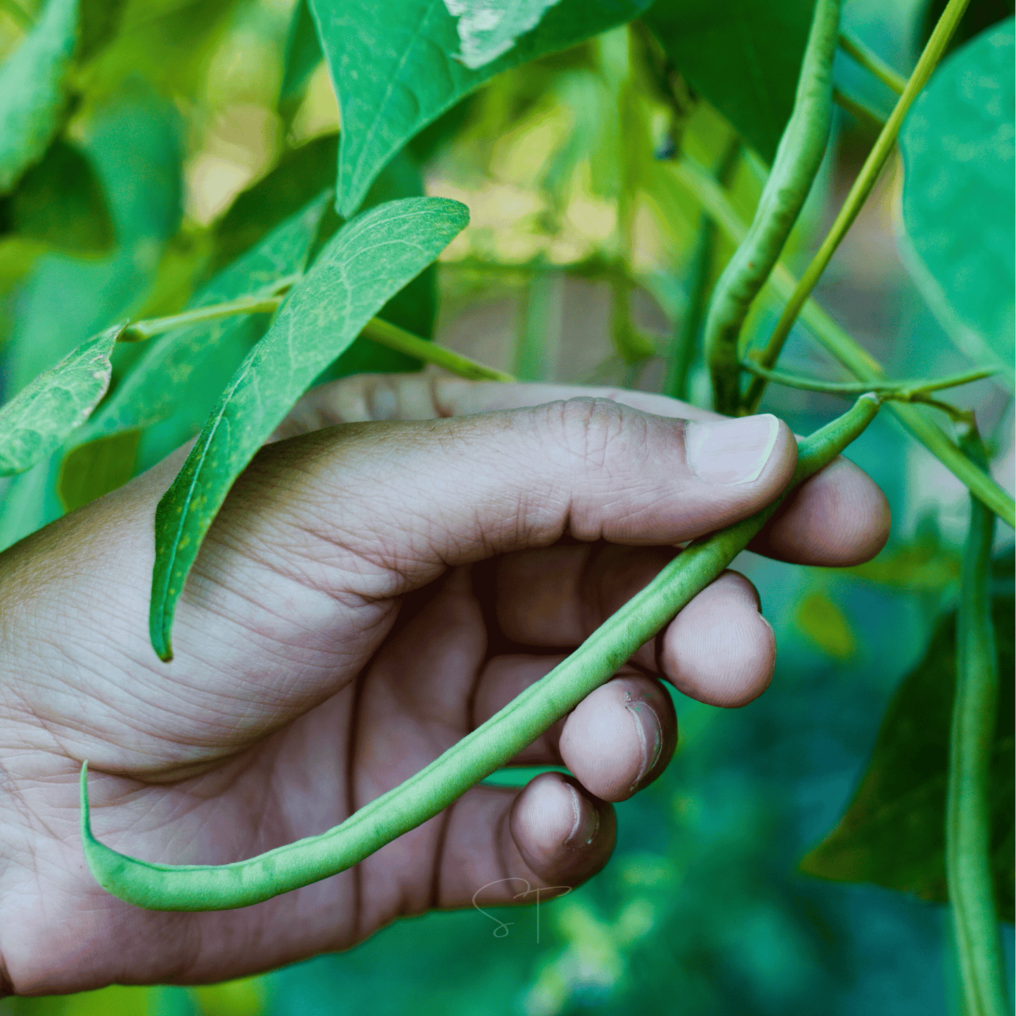 Blue Lake Bean (Pole) ā 50 Seeds