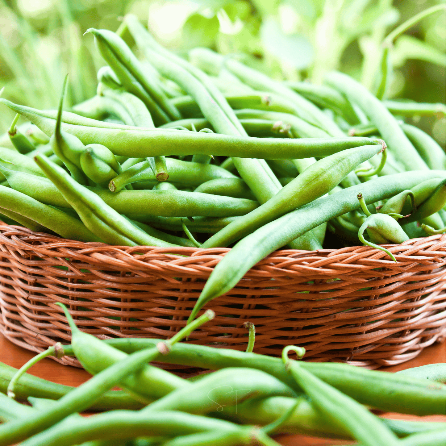 Blue Lake Bean (Pole) ā 50 Seeds