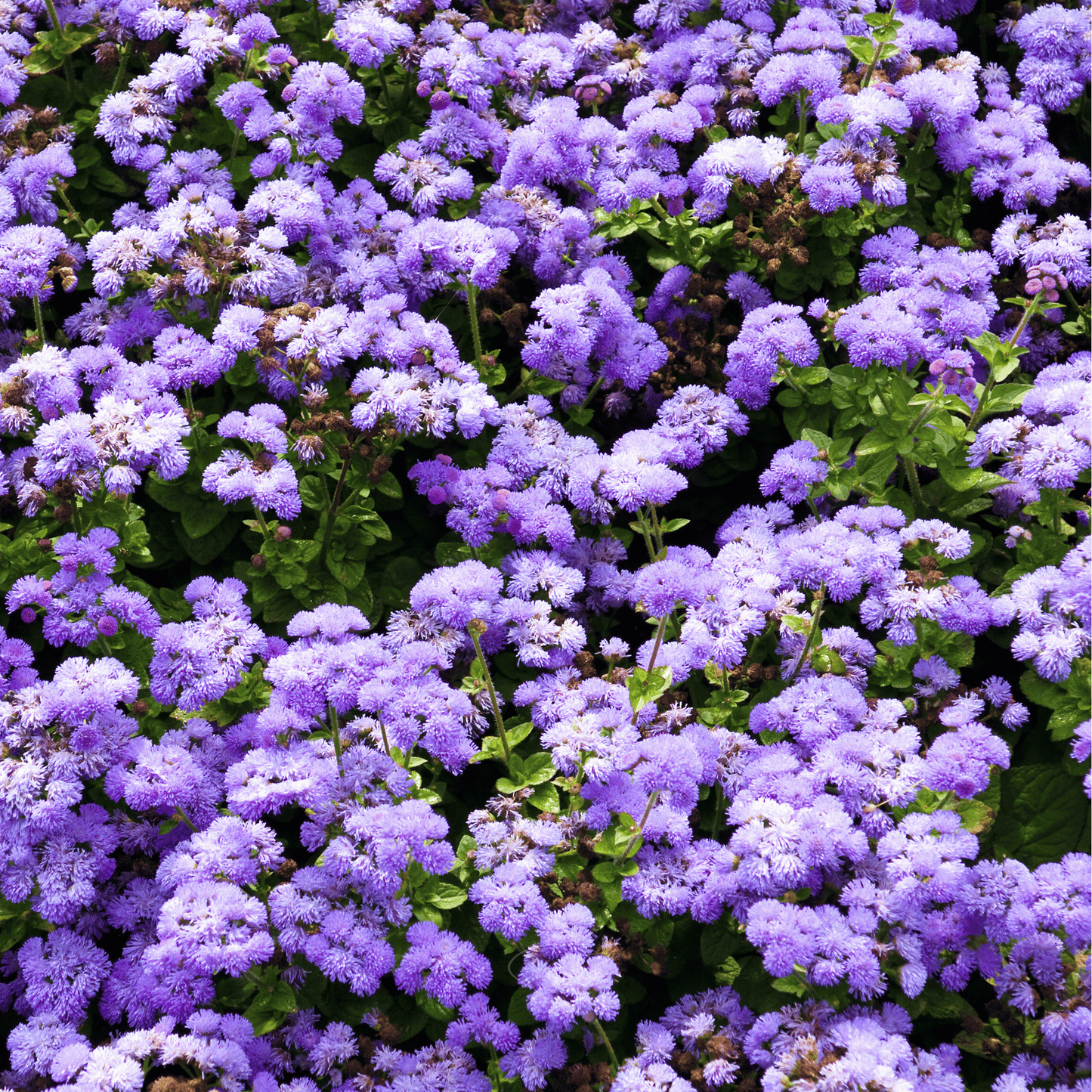 Blue Mink Dwarf Ageratum ā 100 Seeds