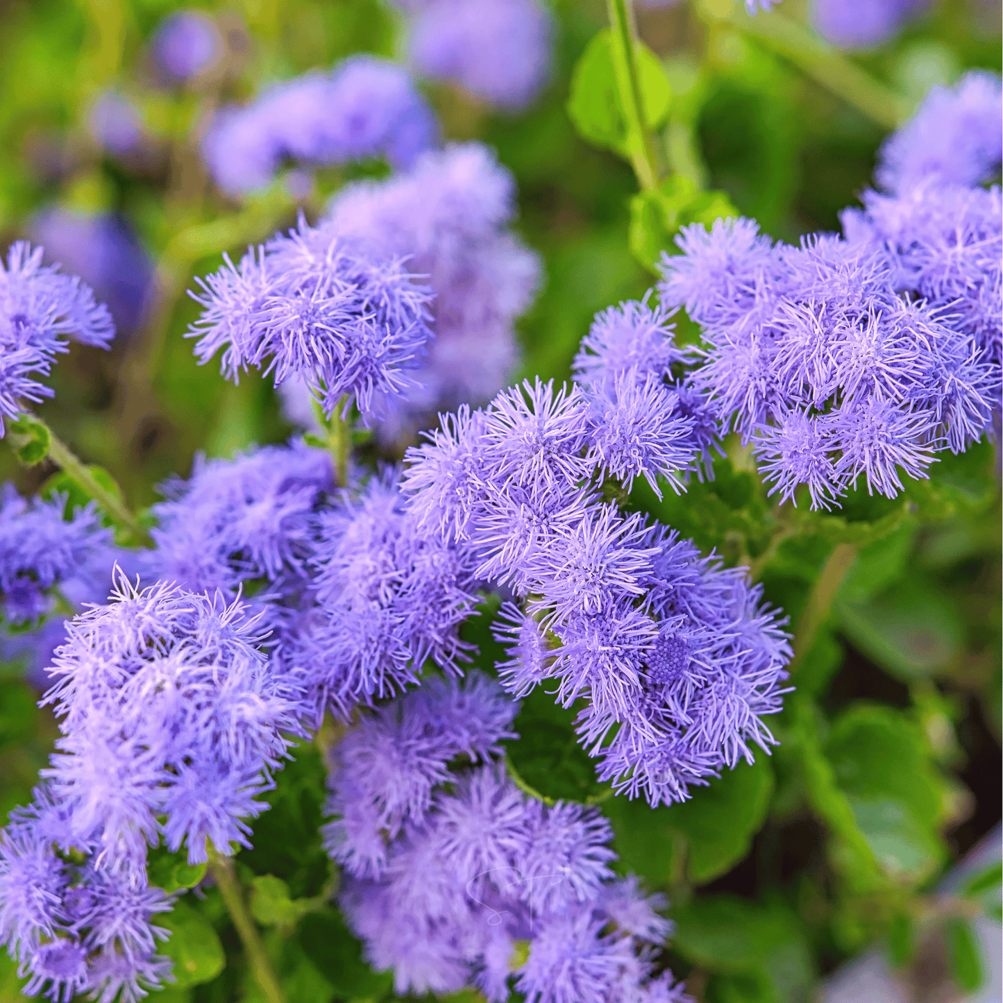 Blue Mink Dwarf Ageratum ā 100 Seeds