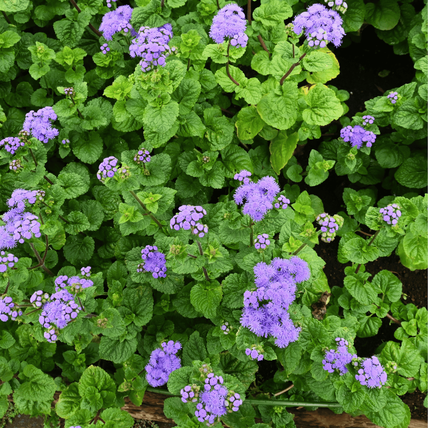 Blue Mink Dwarf Ageratum ā 100 Seeds