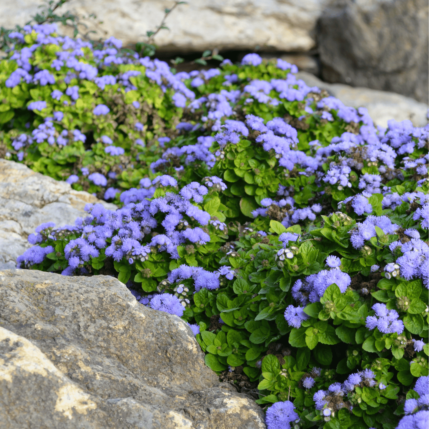 Blue Mink Dwarf Ageratum ā 100 Seeds
