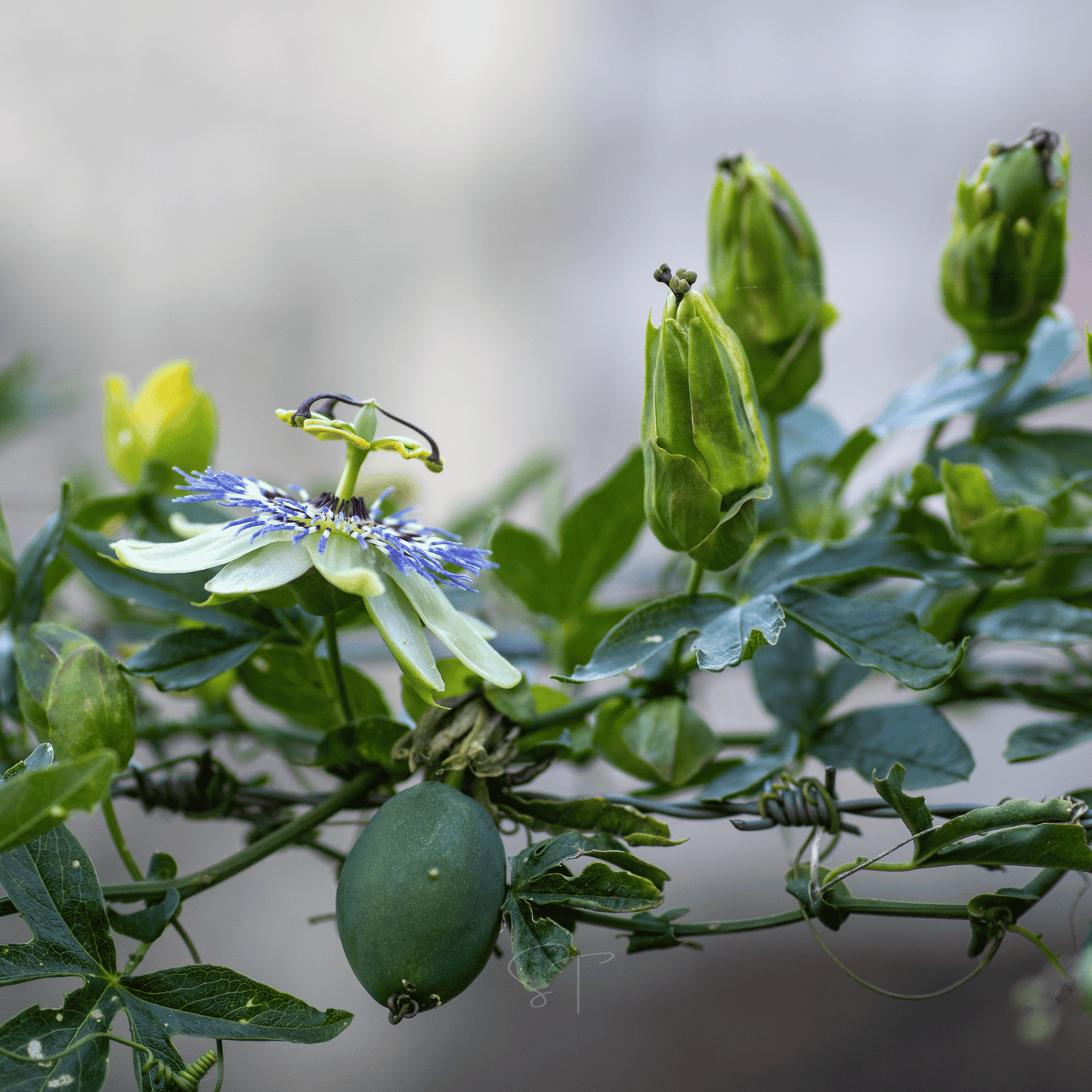 Blue Passionflower ā 20 Seeds