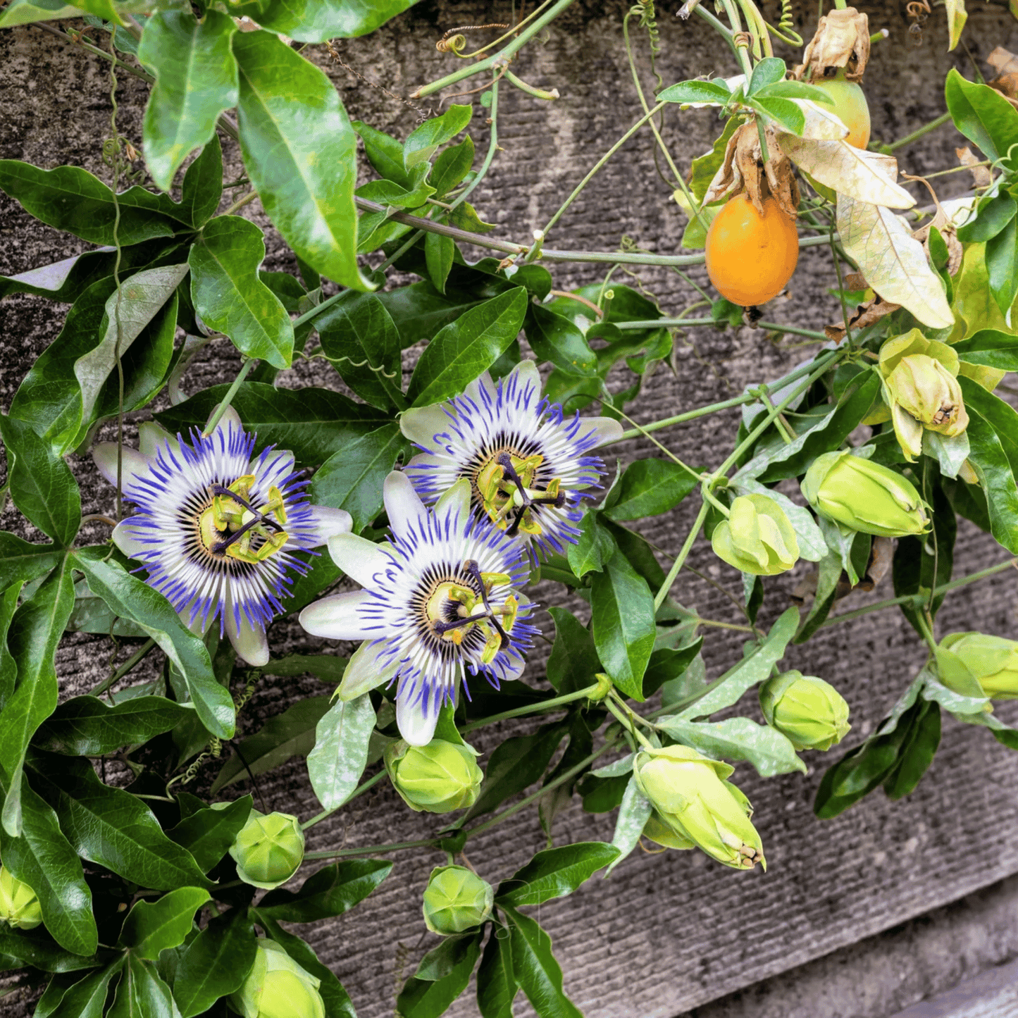 Blue Passionflower ā 20 Seeds