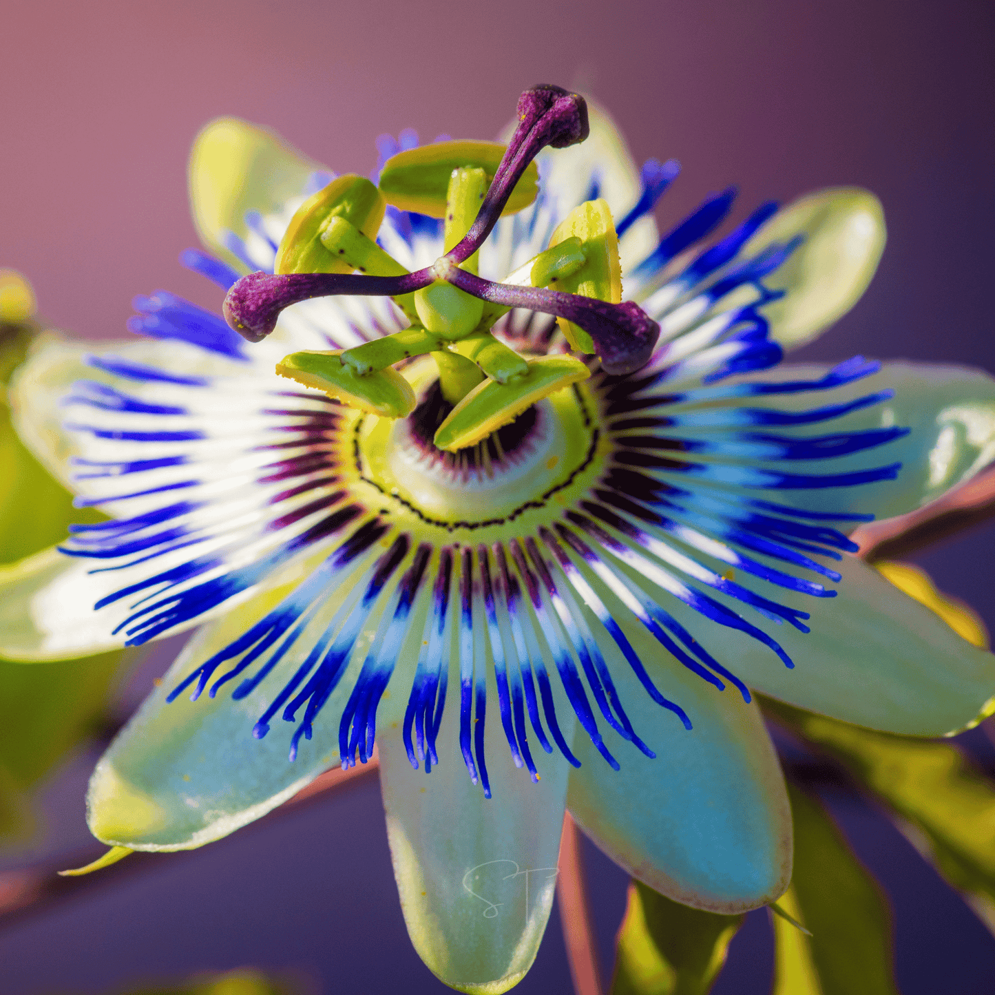 Blue Passionflower ā 20 Seeds