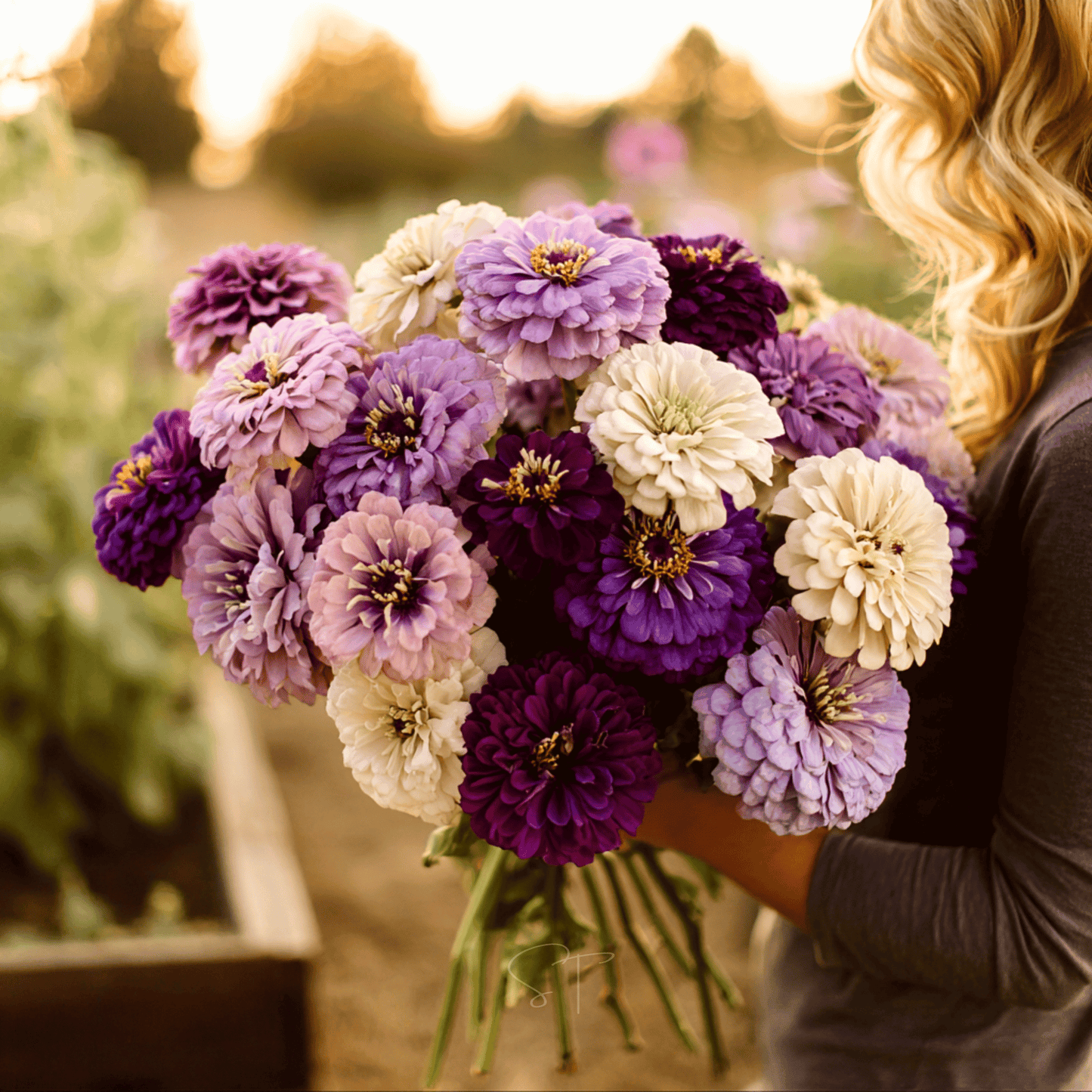 Blueberry Cheesecake Zinnia ā 100 Seeds