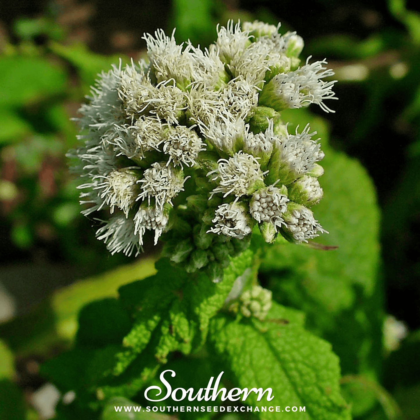 Boneset (Eupatorium) ā 100 Seeds