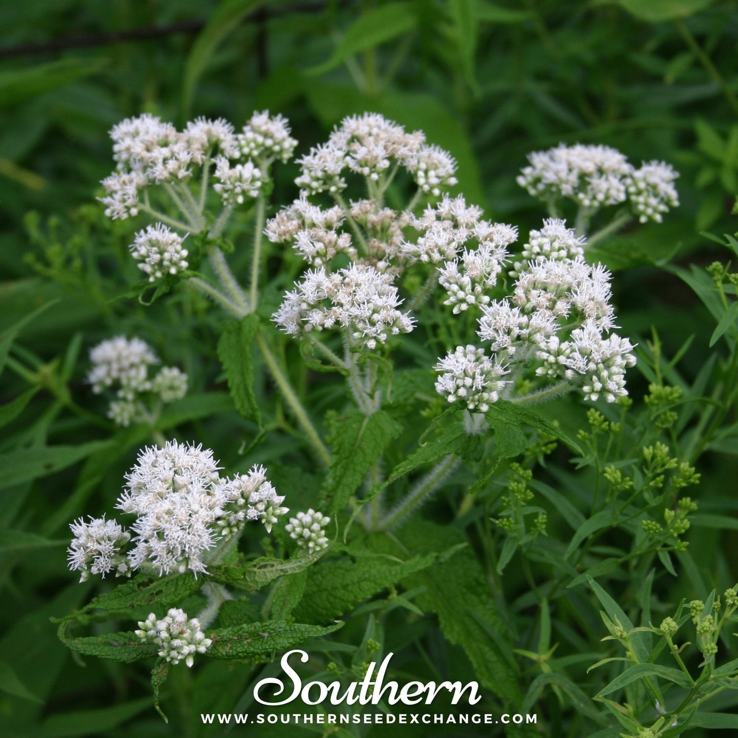 Boneset (Eupatorium) ā 100 Seeds