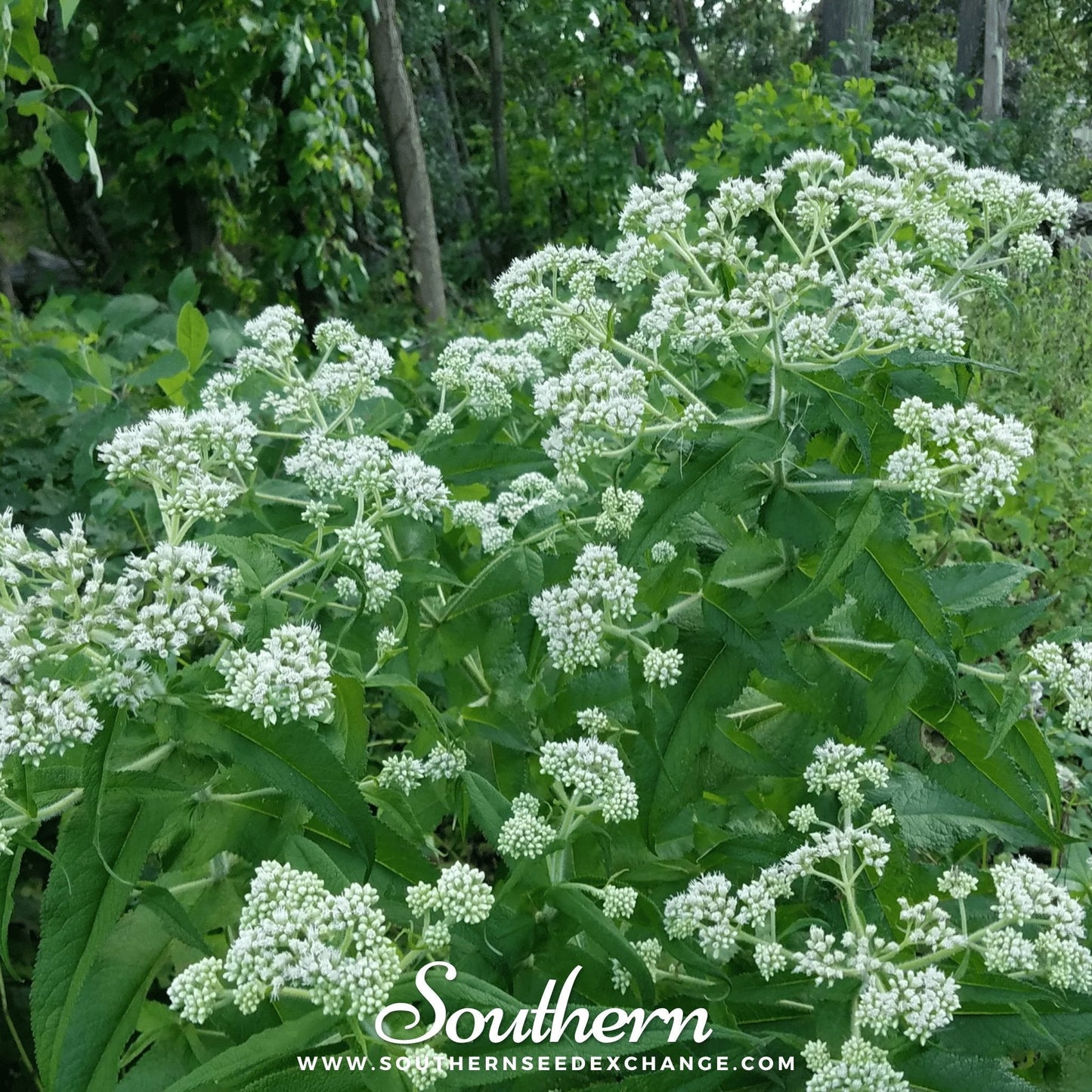 Boneset (Eupatorium) ā 100 Seeds