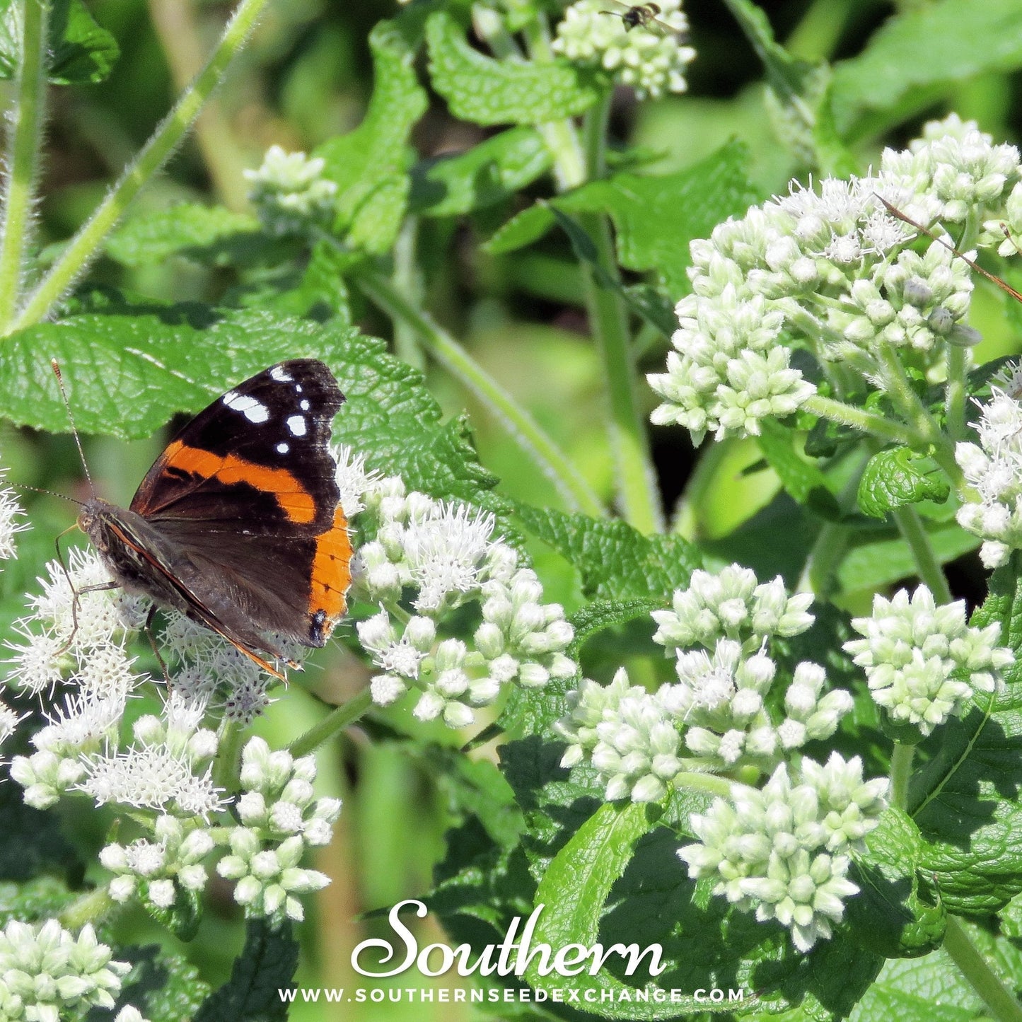 Boneset (Eupatorium) ā 100 Seeds
