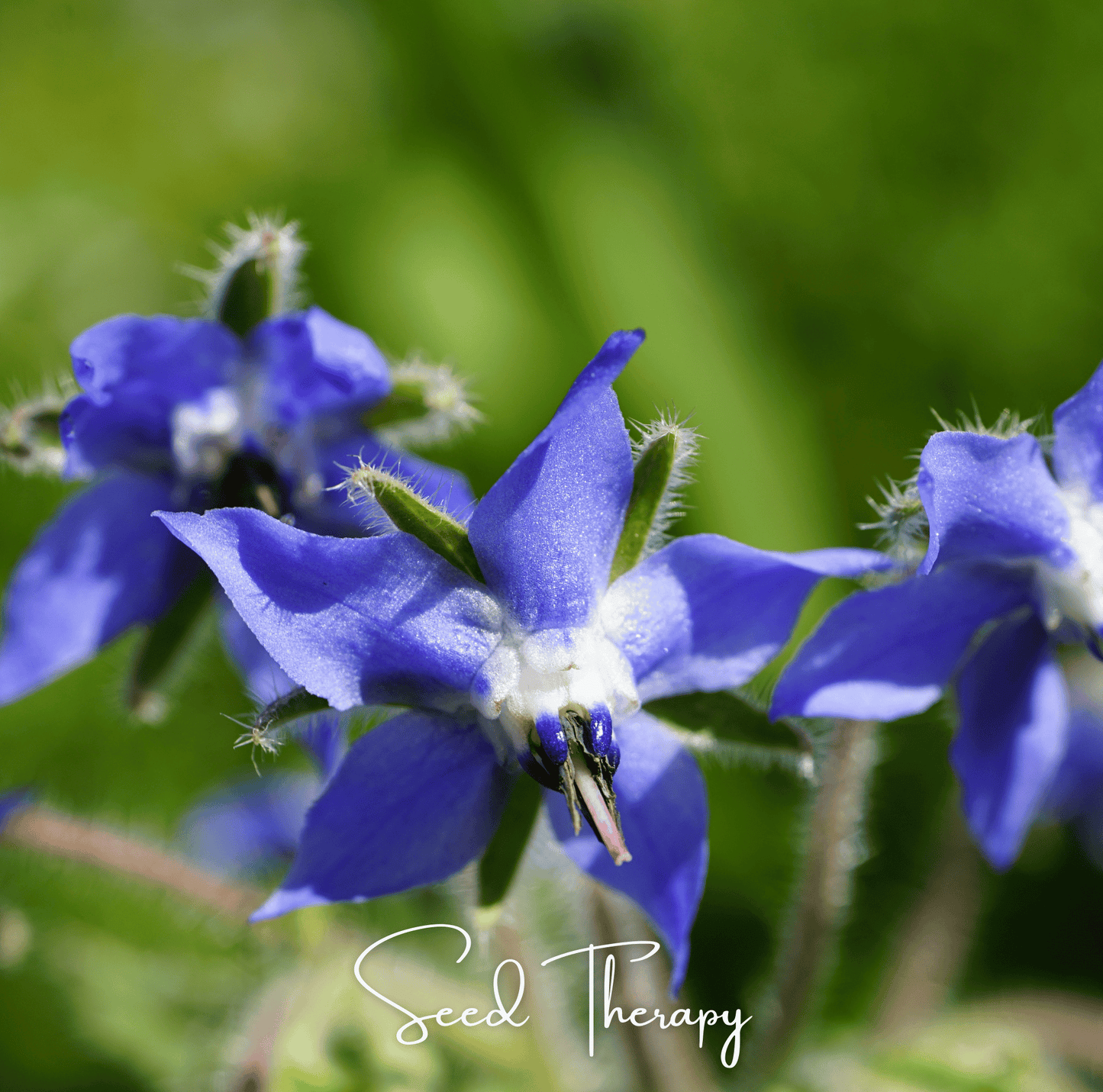 Blue Borage ā 100 Seeds
