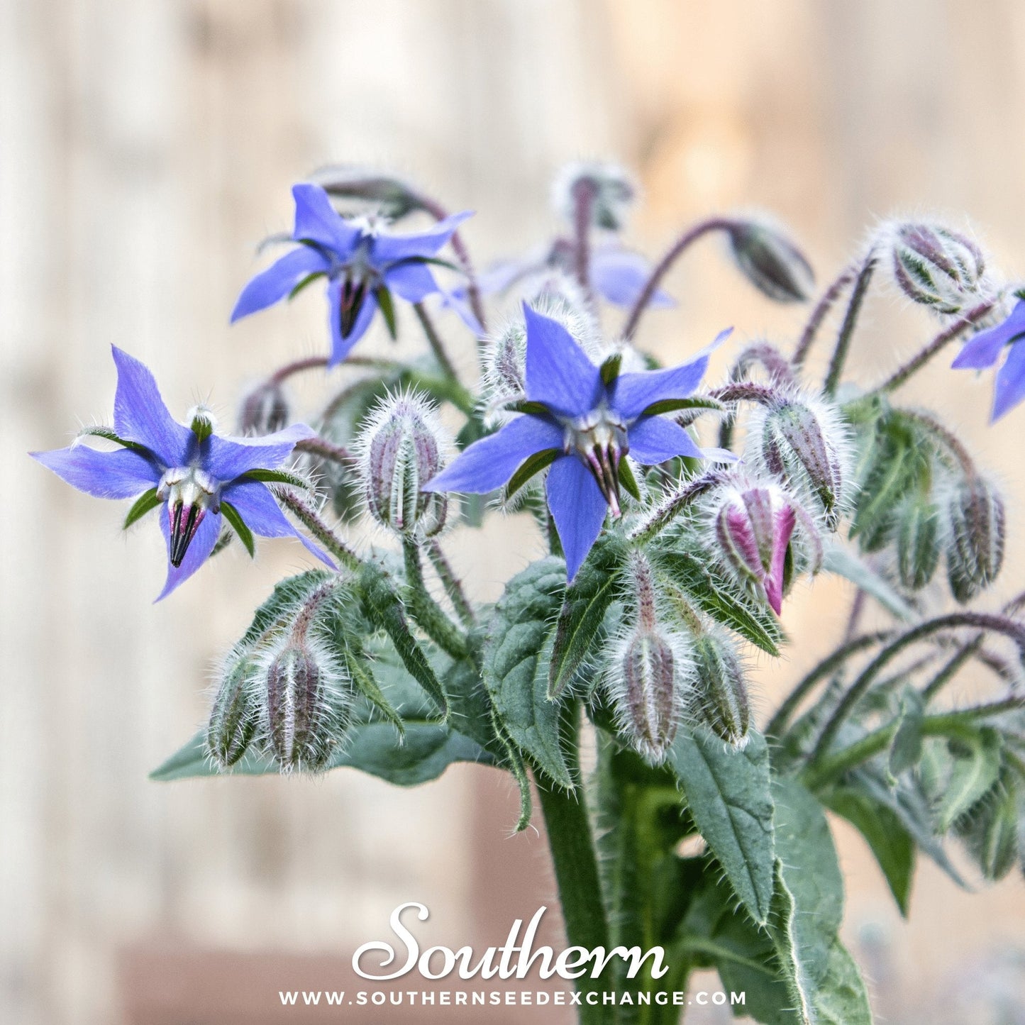 Blue Borage ā 100 Seeds