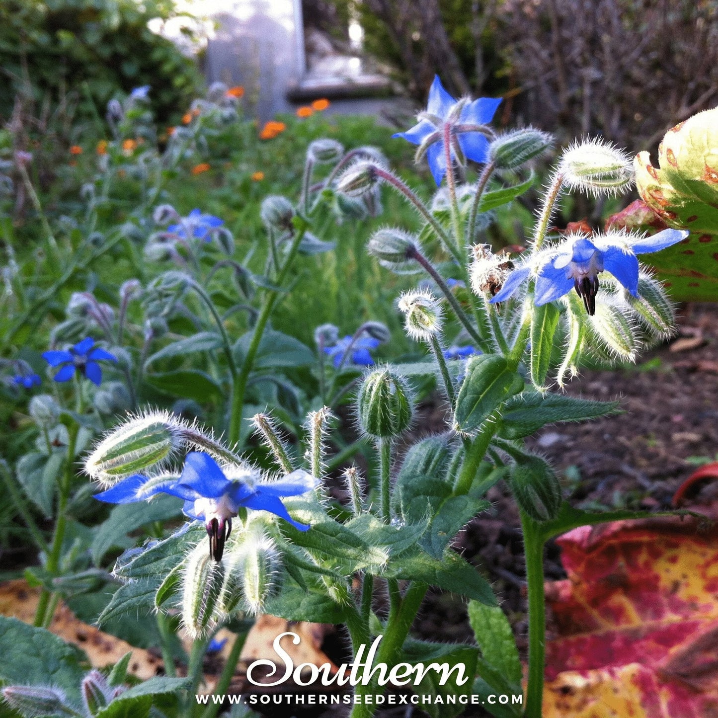 Blue Borage ā 100 Seeds