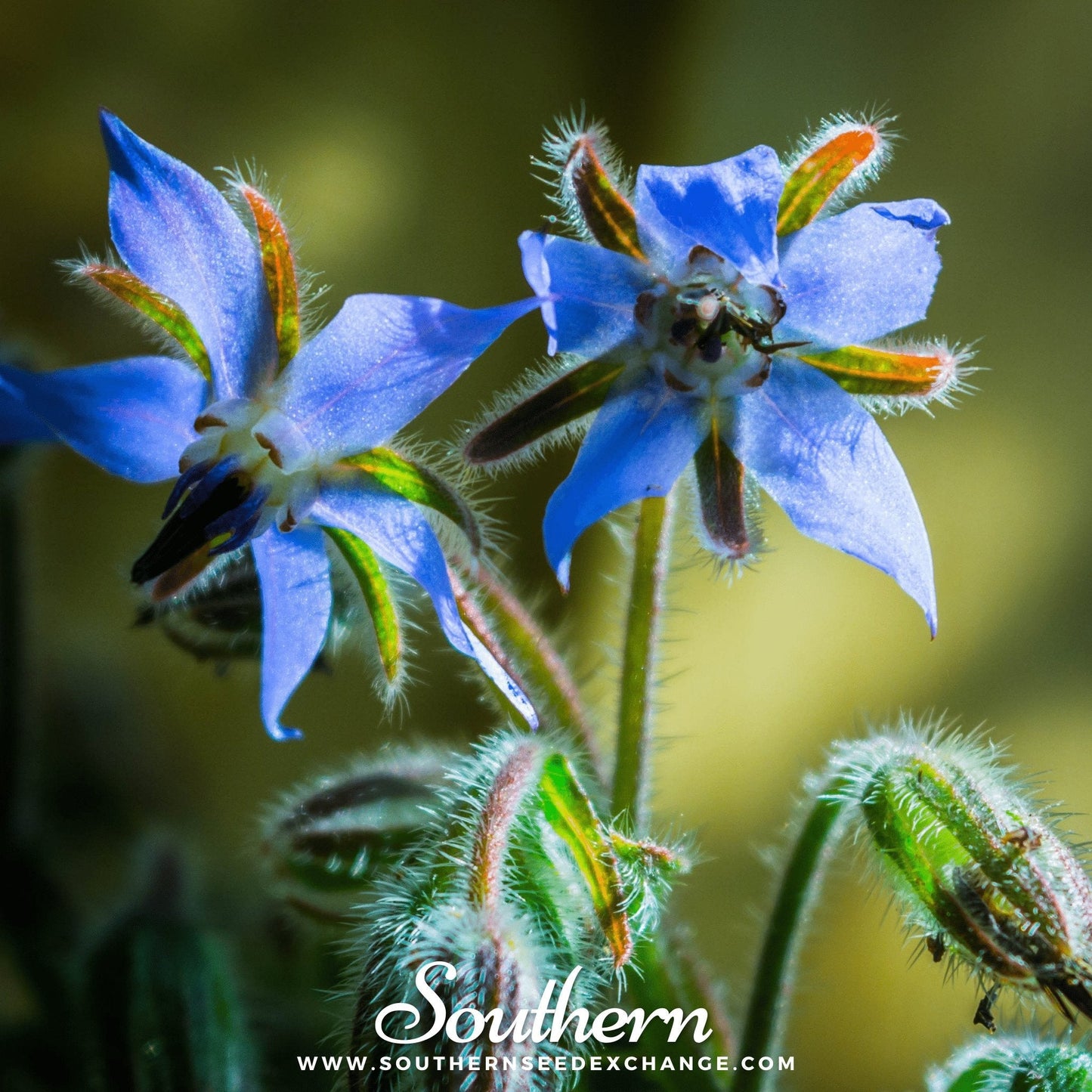 Blue Borage ā 100 Seeds