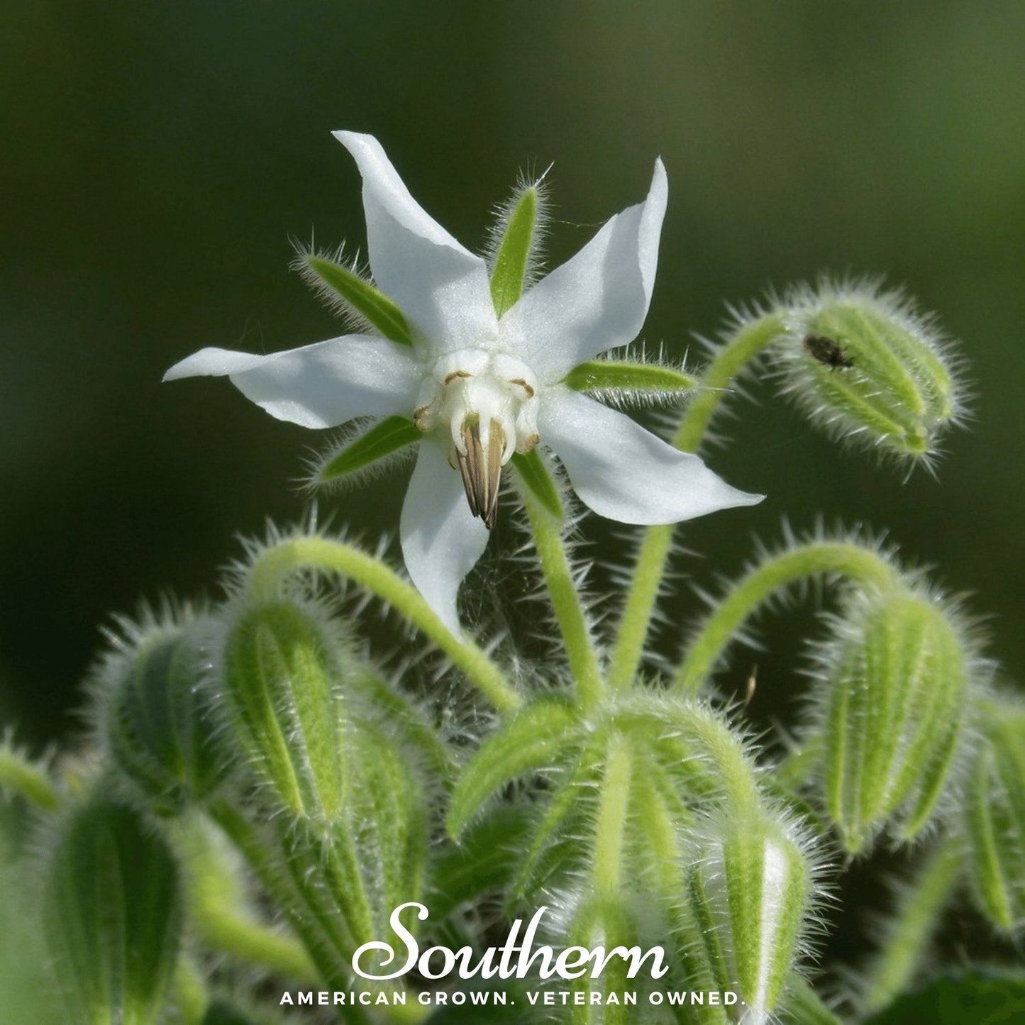 White Borage ā 50 Seeds