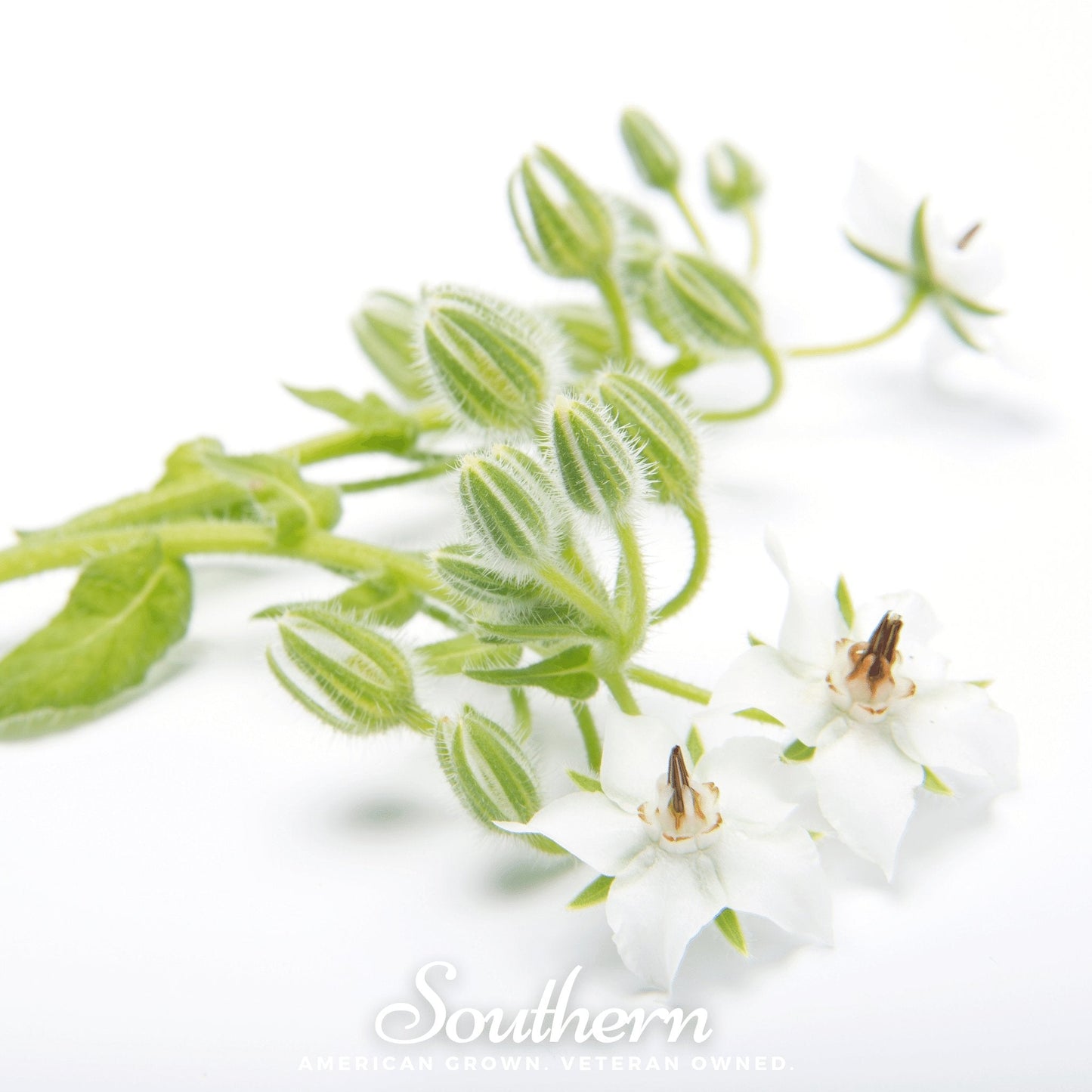 White Borage ā 50 Seeds