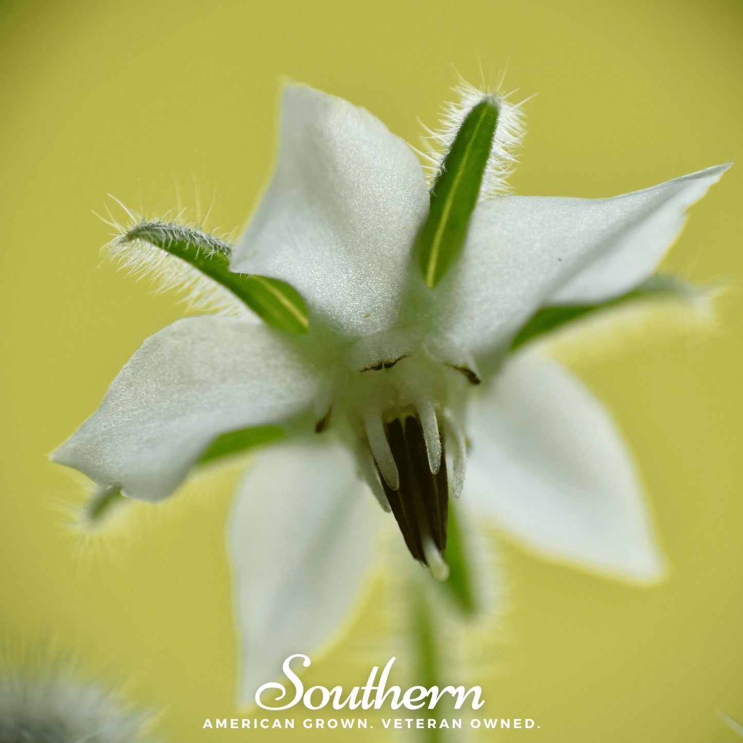 White Borage ā 50 Seeds