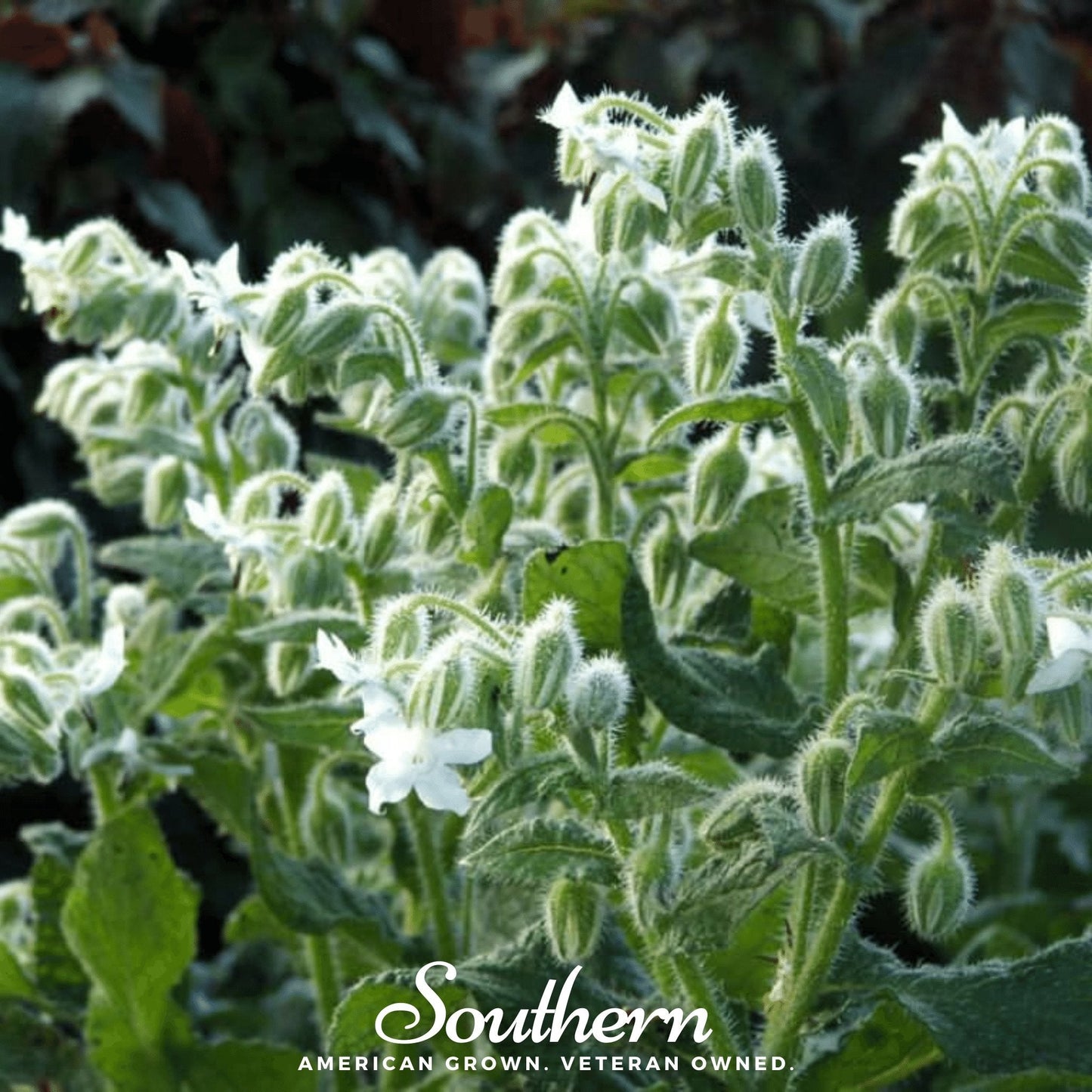 White Borage ā 50 Seeds