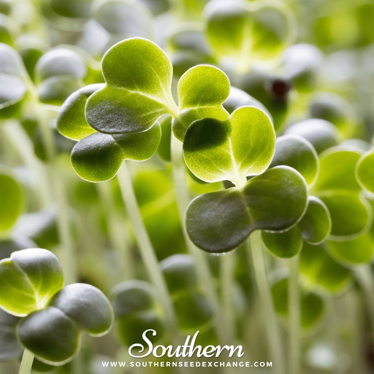 Calabrese Green Broccoli ā 100 Seeds