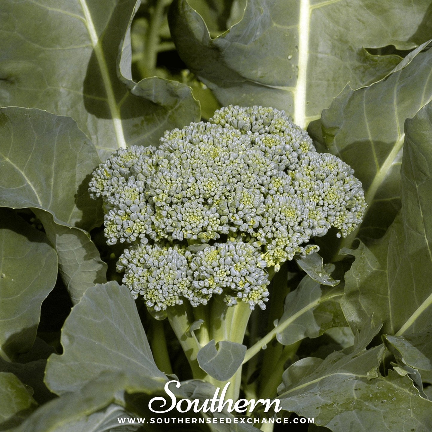 Di Cicco Broccoli ā 200 Seeds
