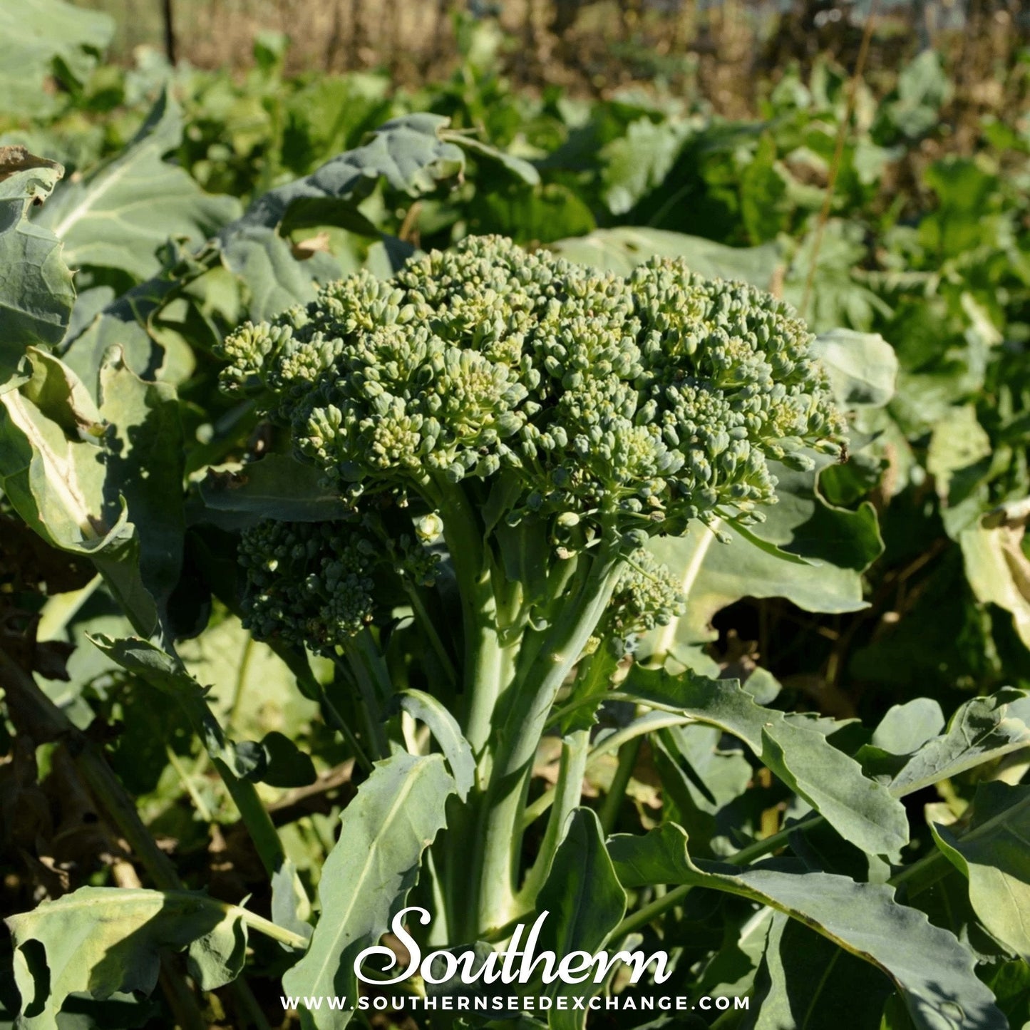 Di Cicco Broccoli ā 200 Seeds