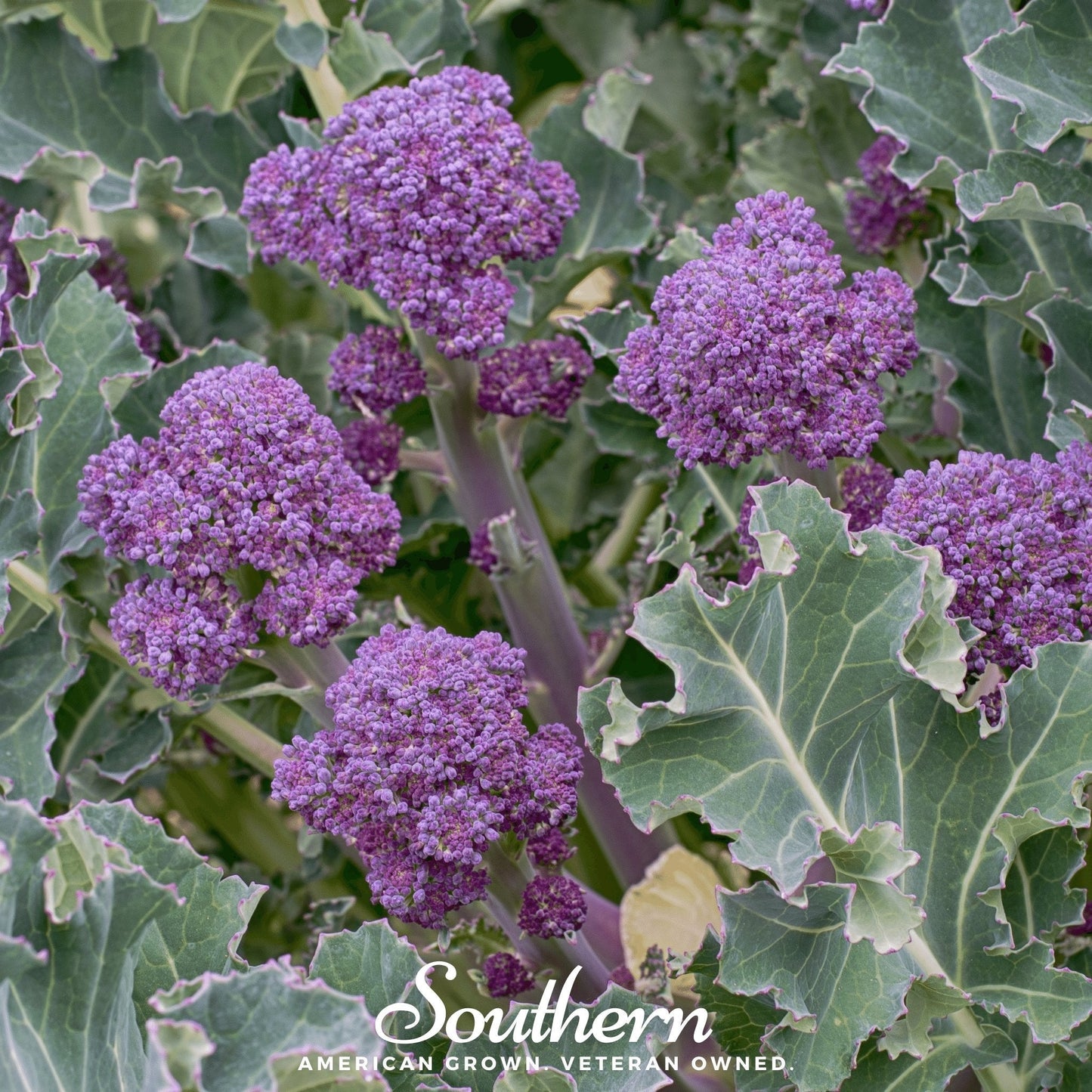 Purple Sprouting Broccoli ā 100 Seeds